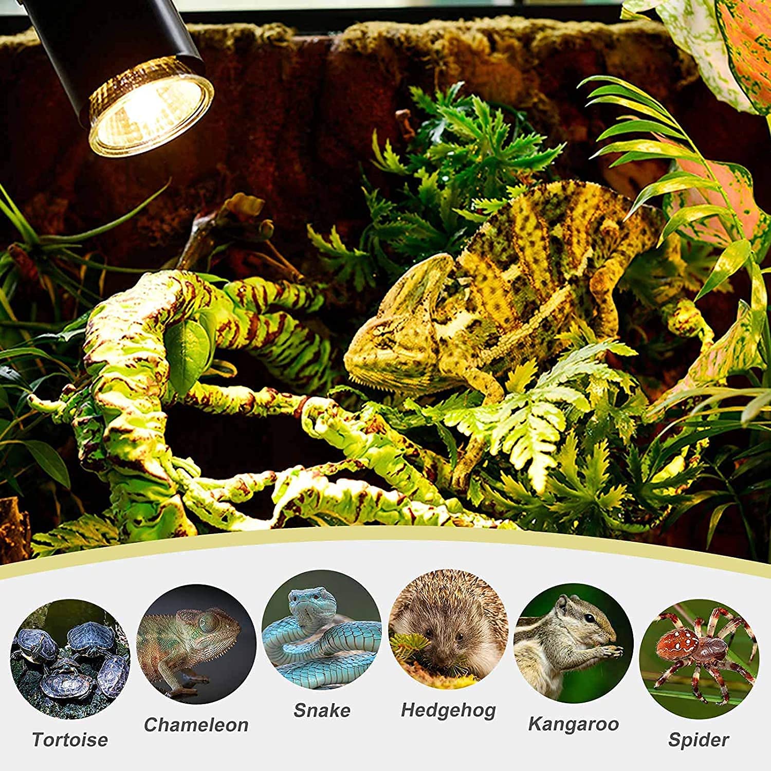 75W UVA UVB Reptile Heat Lamp Bulb - Full Spectrum Sun Lamp with E26 Base for Lizards, Tortoises & Reptile Habitats - Halogen Basking Bulb for Terrariums, Brooders & Aquariums (6 Pack) - Ideal for Desert Reptiles, Turtle Tanks & Pet Enclosures