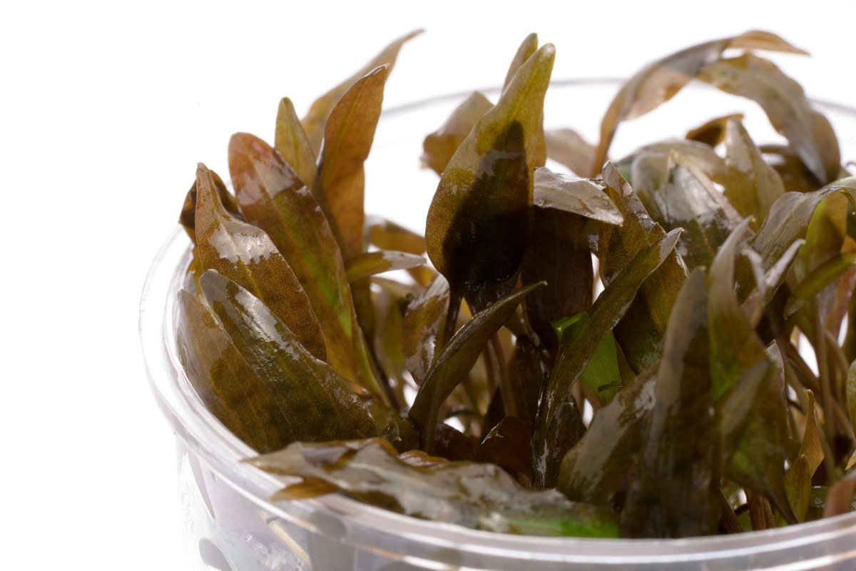 Cryptocoryne Wendtii Brown Live Aquarium Plant - Easy Low Light Aquatic Plant for Fish Tanks, Aquascaping & Freshwater Aquariums