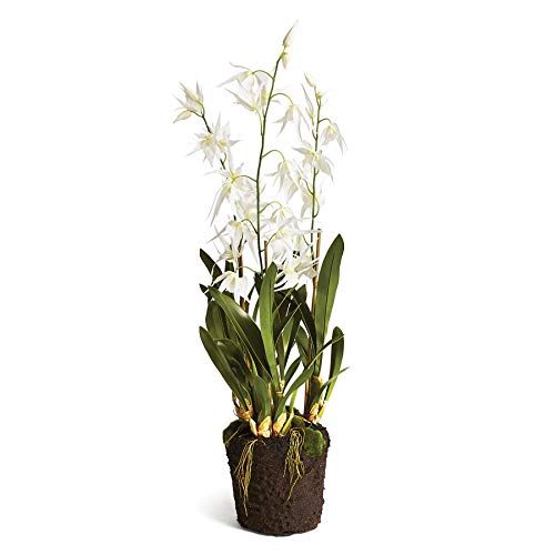 NAPA Home & Garden 44