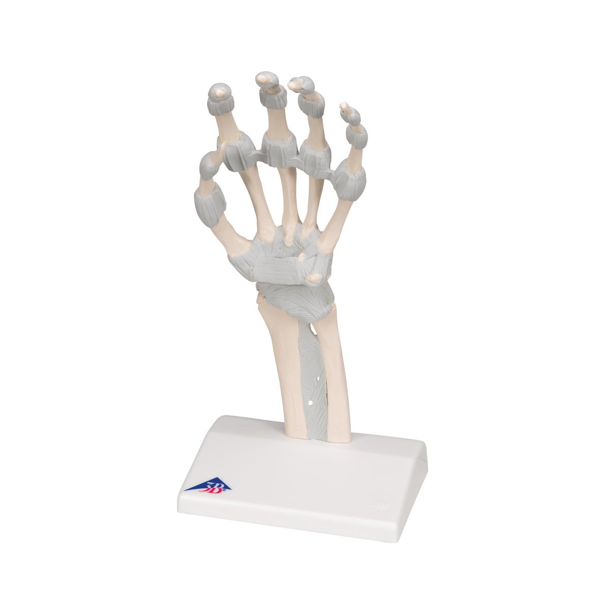 Hand Skeleton Model with Elastic Ligaments - Anatomical Study Tool for Medical Students & Doctors - Perfect for Classroom, Lab & Medical Office Use