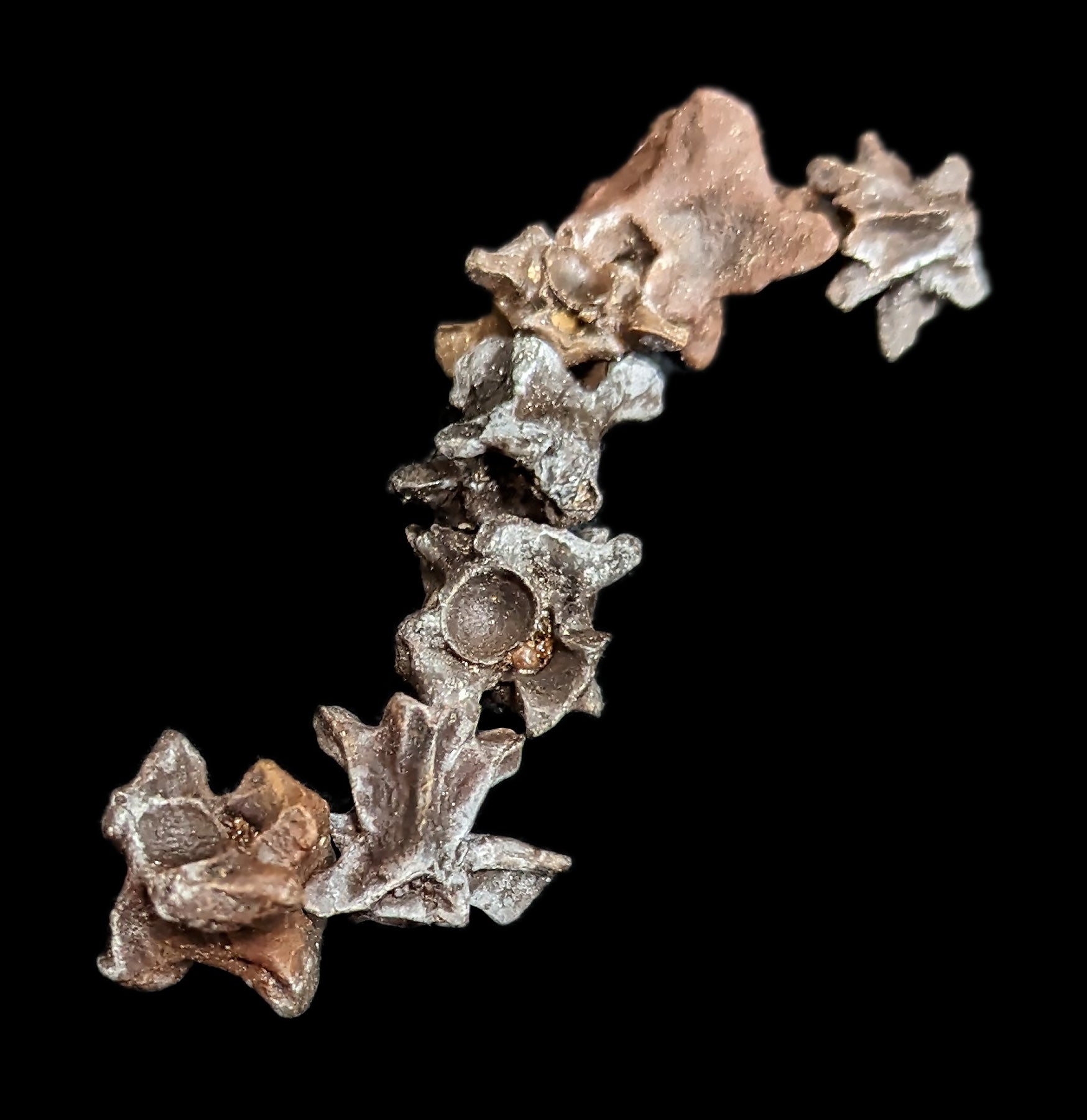 Fossilized Snake Vertebra - Genuine Prehistoric Reptile Fossil Specimen for Collectors & Science Enthusiasts - Perfect for Home Decor, Classroom Display & Paleontology Studies