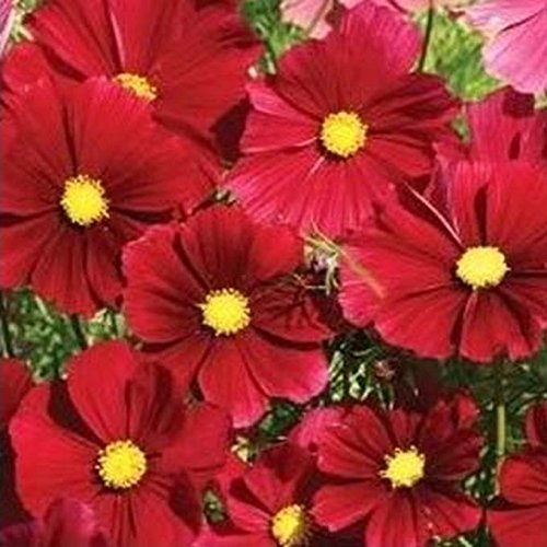 Cosmos 'Dazzler' Flower Seeds - 50 Count, Large Bright Crimson-Red Blooms with Vibrant Yellow Centers | Perfect for Garden Borders, Cut Flower Arrangements & Pollinator Gardens