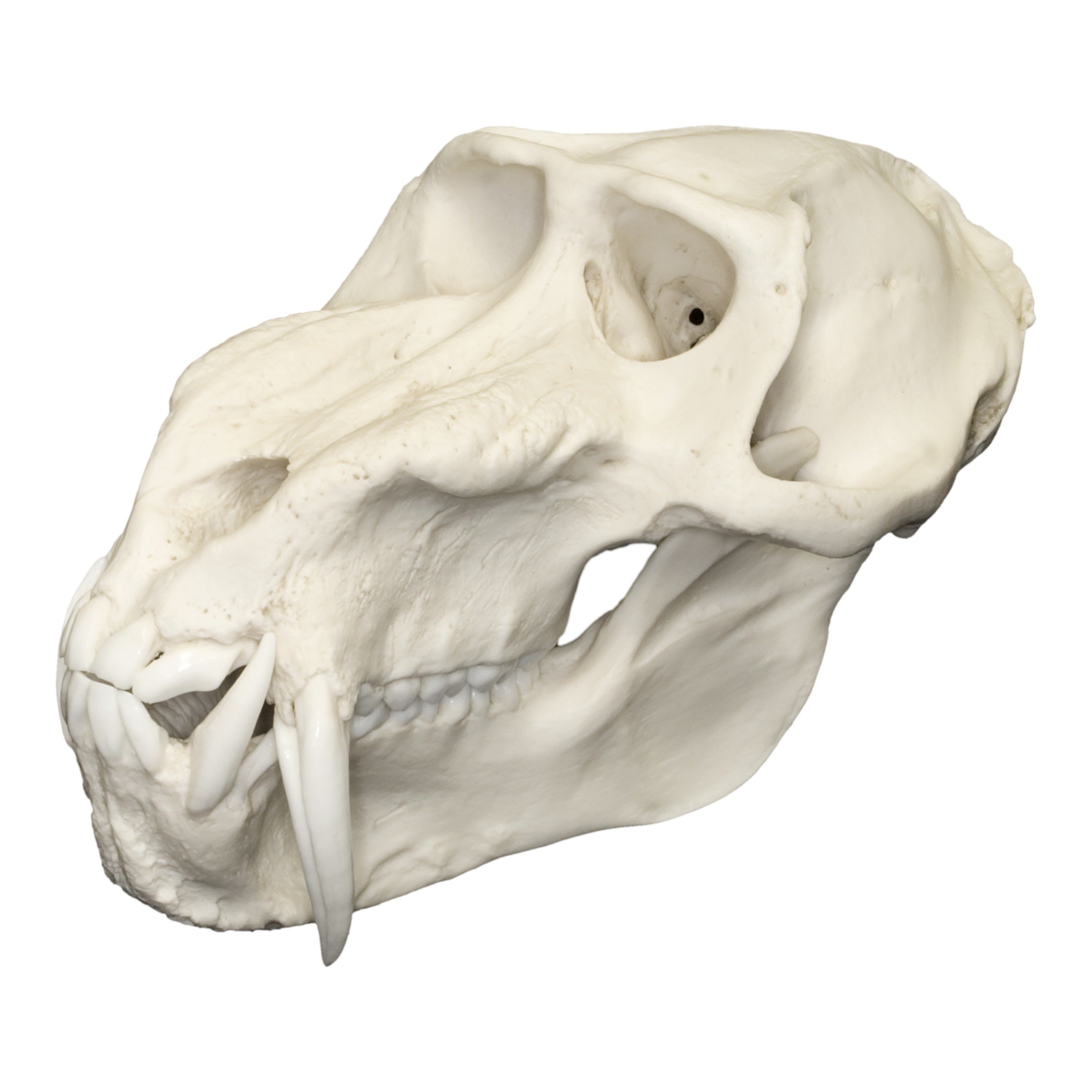Authentic Replica Mandrill Baboon Skull - High-Quality Primate Skull Model for Home Decor, Educational Display & Halloween Props