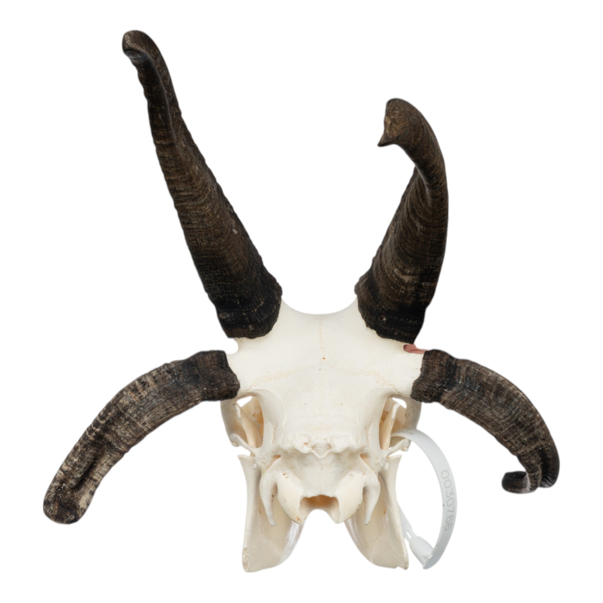 Authentic Four-Horned Jacob Sheep Skull - Unique Taxidermy Decor for Gothic Home, Cabin, or Hunting Lodge Display