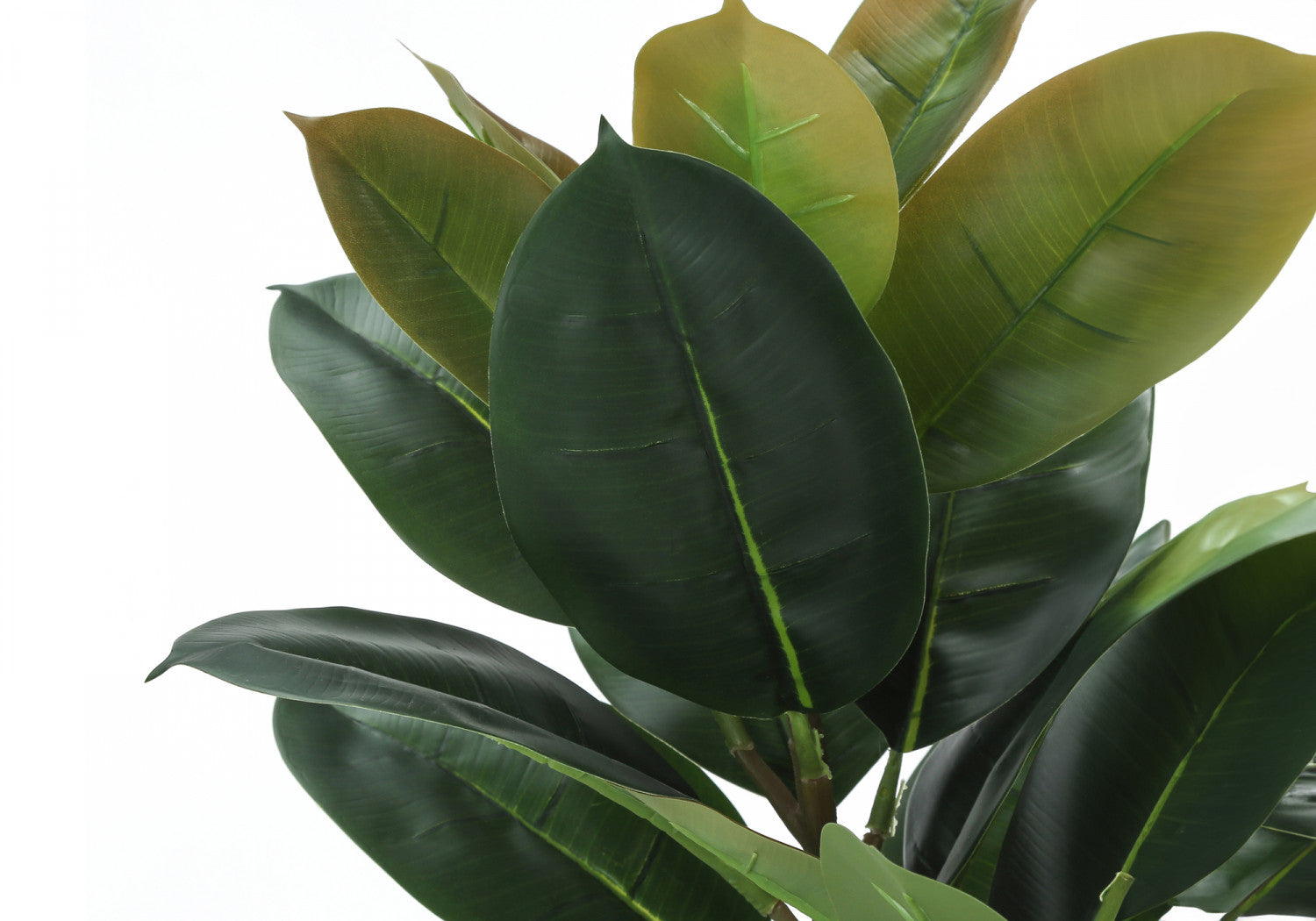 40 Rubber Tree Plants with 5 Black Pots - Indoor Houseplants for Home Office Decor, Air Purifying and Feng Shui