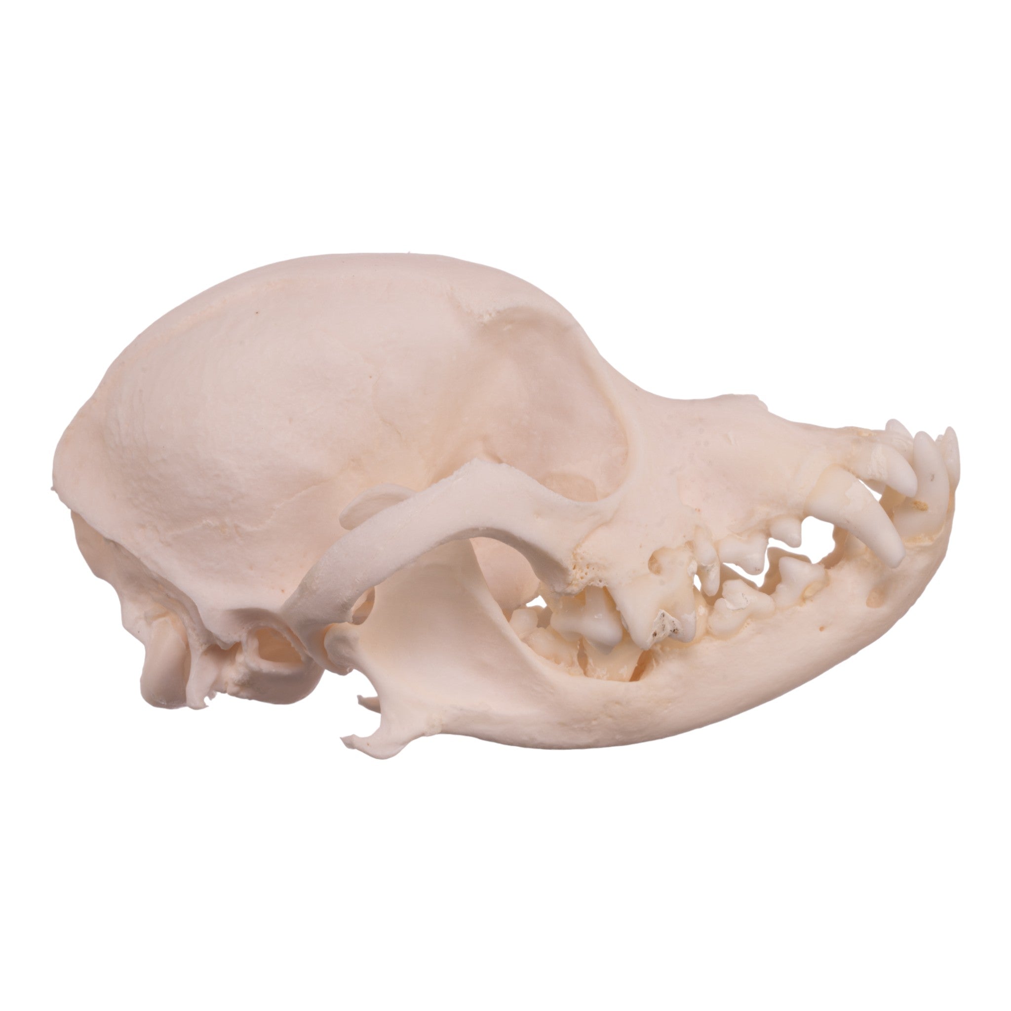 Authentic Pekingese Dog Skull for Veterinary Study - Real Domestic Canine Skull with Periodontal Details for Anatomy & Dental Research