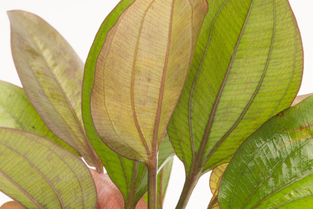 Echinodorus Red Flame Aquatic Plant - Live Freshwater Aquarium Plant for Fish Tanks, Ponds & Aquascaping | Easy to Grow & Low Maintenance | Perfect for Beginners & Experts