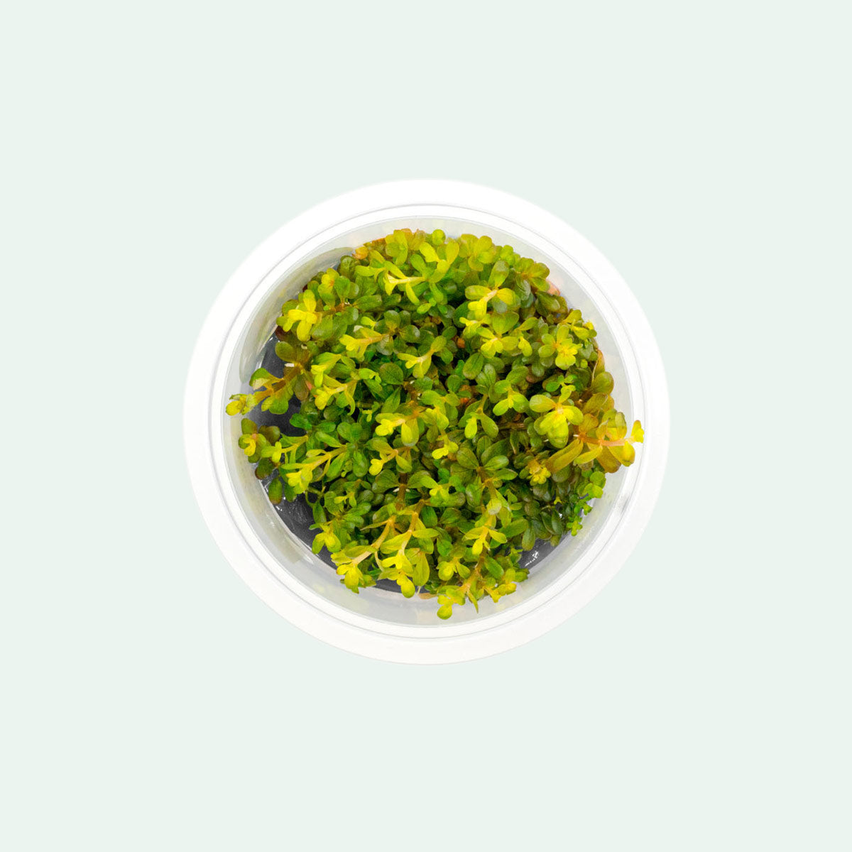 Rotala H'ra Live Aquarium Plant Tissue Culture - Perfect for Nano Tanks, Aquascaping & Shrimp Habitats