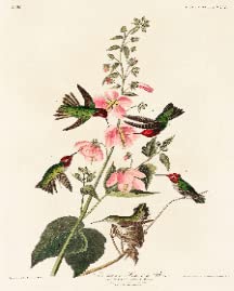 Humming Bird