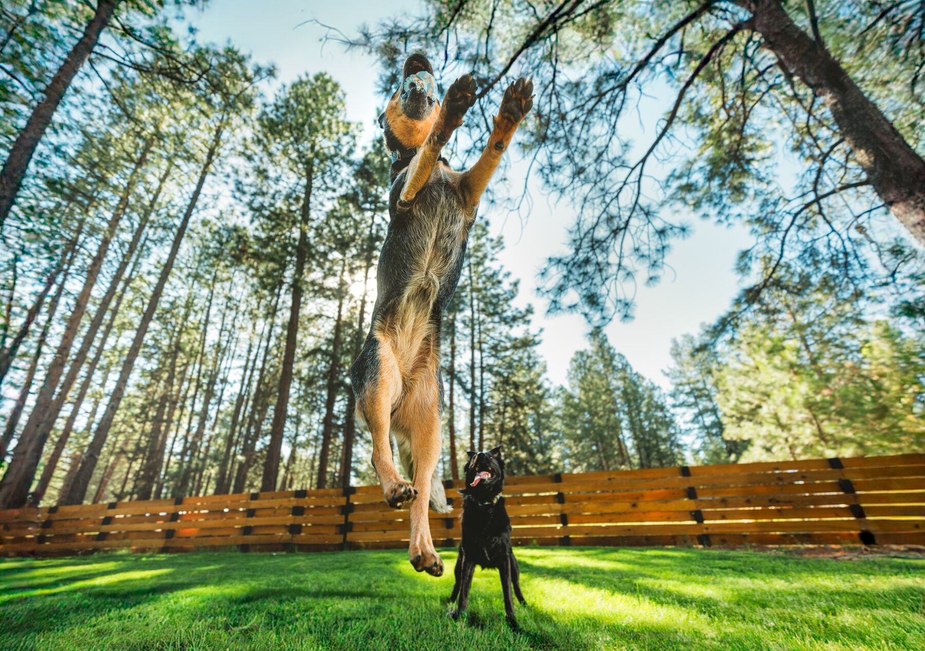 Ruffwear® Toadstool™ Dog Toy - Interactive Treat Dispenser & Fetch Toy in Moss Green - Perfect for Outdoor Play & Training