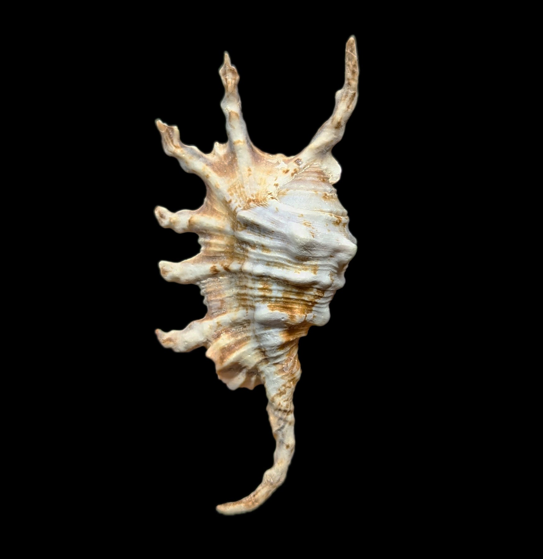 Lambis Scorpius Spider Shell - Rare Natural Seashell for Beach Decor, Collectors & Home Display | Perfect for Coastal Themed Decorations, Aquariums & Craft Projects