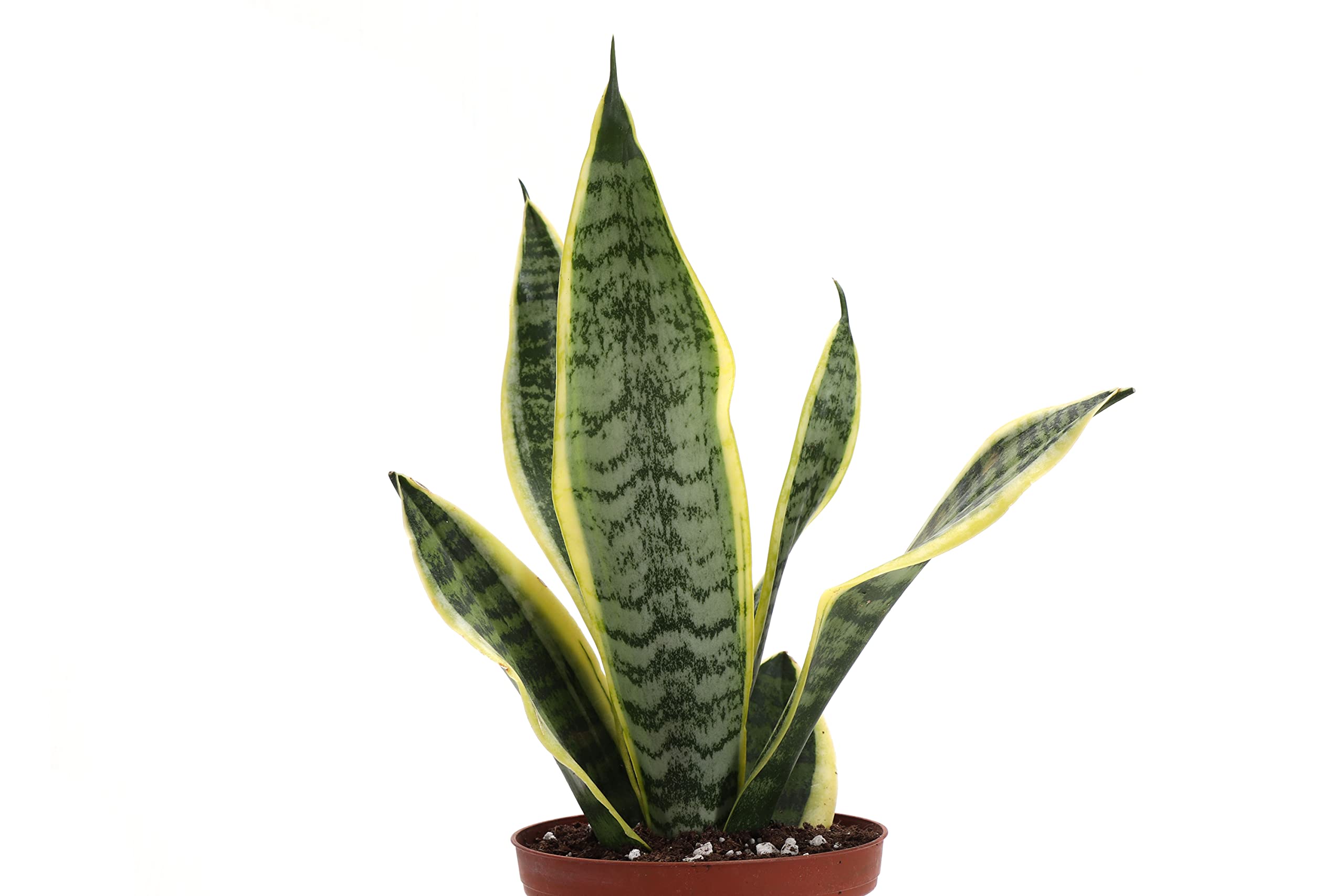 Thorsen's Laurentii Snake Plant (Sansevieria) - 4