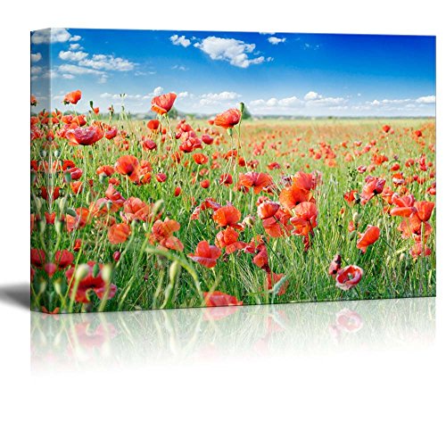 Red Poppies