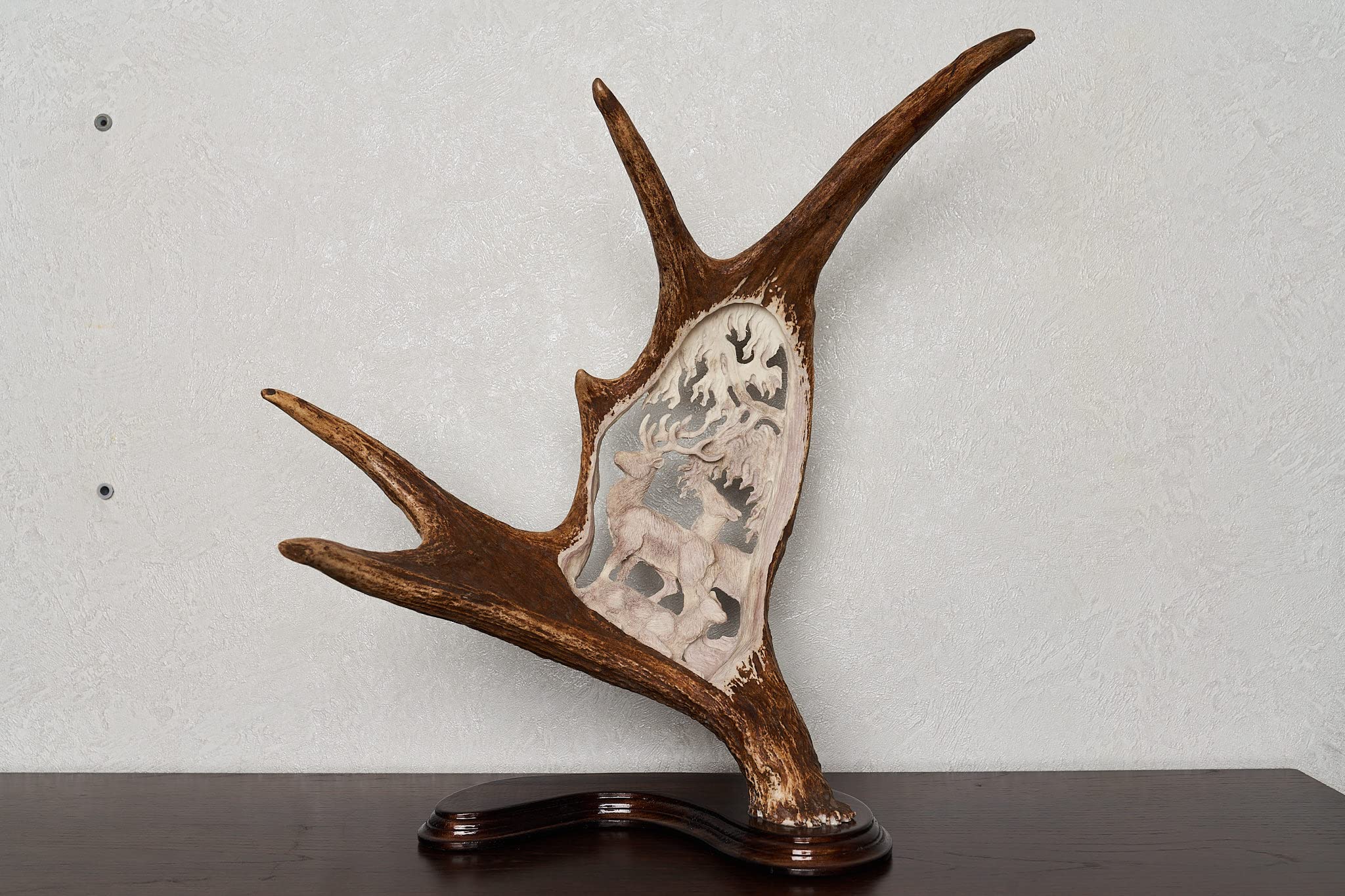 Real Moose Taxidermy Carved Antler Mount - Handcrafted Deer Horn Wall Decor for Hunting Lodge & Cabin - ST7104 | Rustic Home Decor, Man Cave Gift, Wildlife Trophy