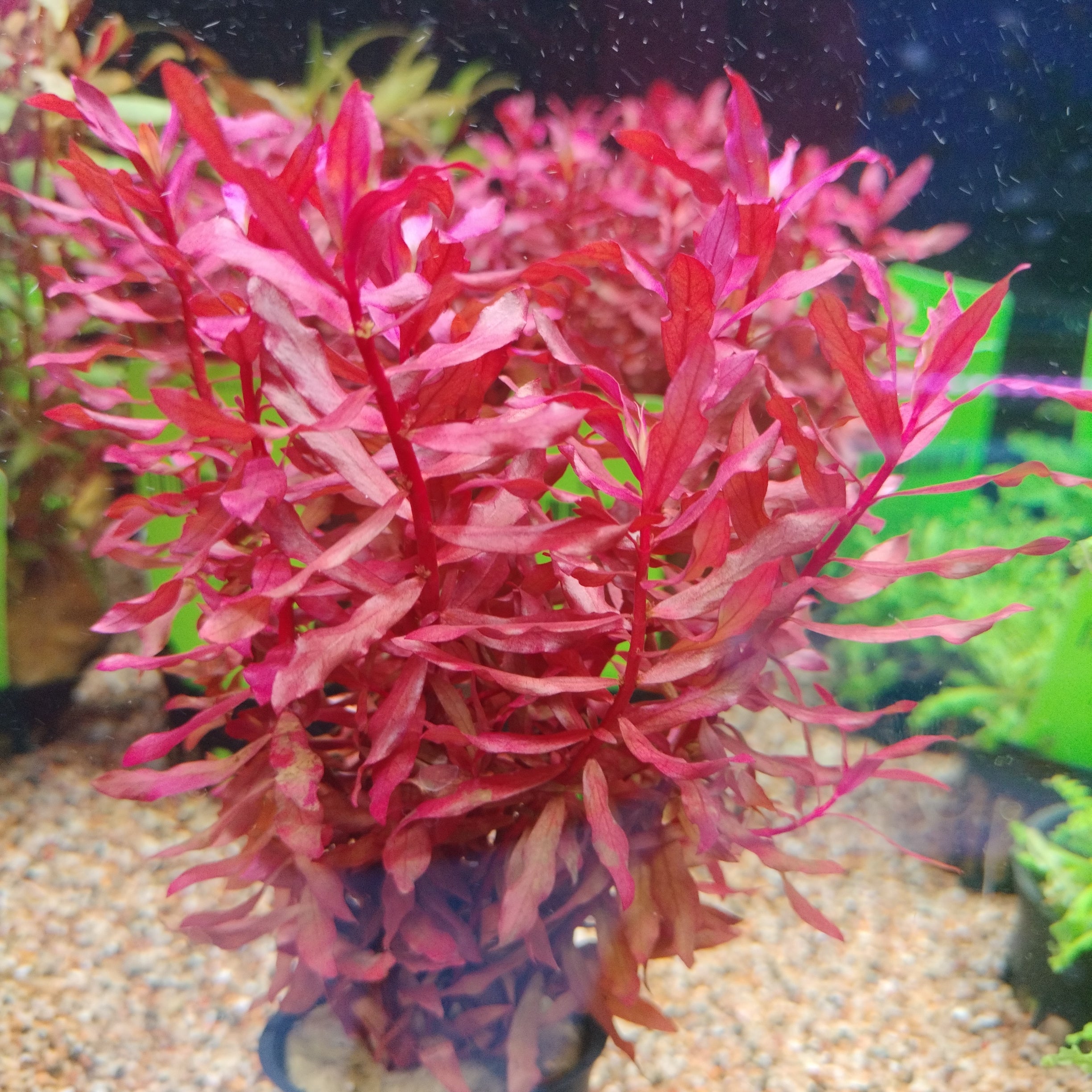 TCulture Nesaea Crassicaulis Live Aquarium Plant (Potted) - Perfect for Freshwater Fish Tanks & Aquatic Decor