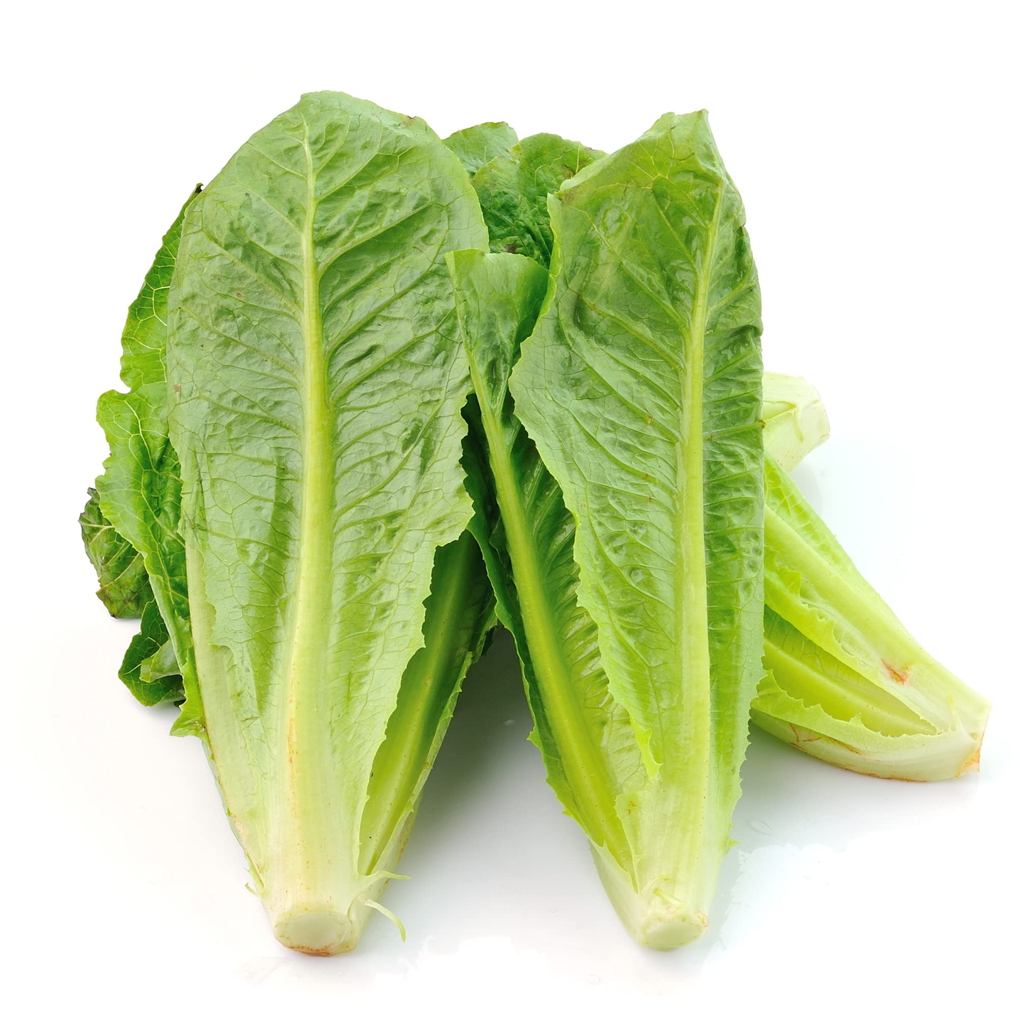 Romaine Lettuce Seeds (Lactuca Sativa) - Petite Rouge, Non-GMO Heirloom, Open Pollinated - 1 Lb Pack (~400,000 Seeds) for Home Garden, Farm & Hydroponic Growing - Perfect for Salads, Sandwiches & Healthy Eating