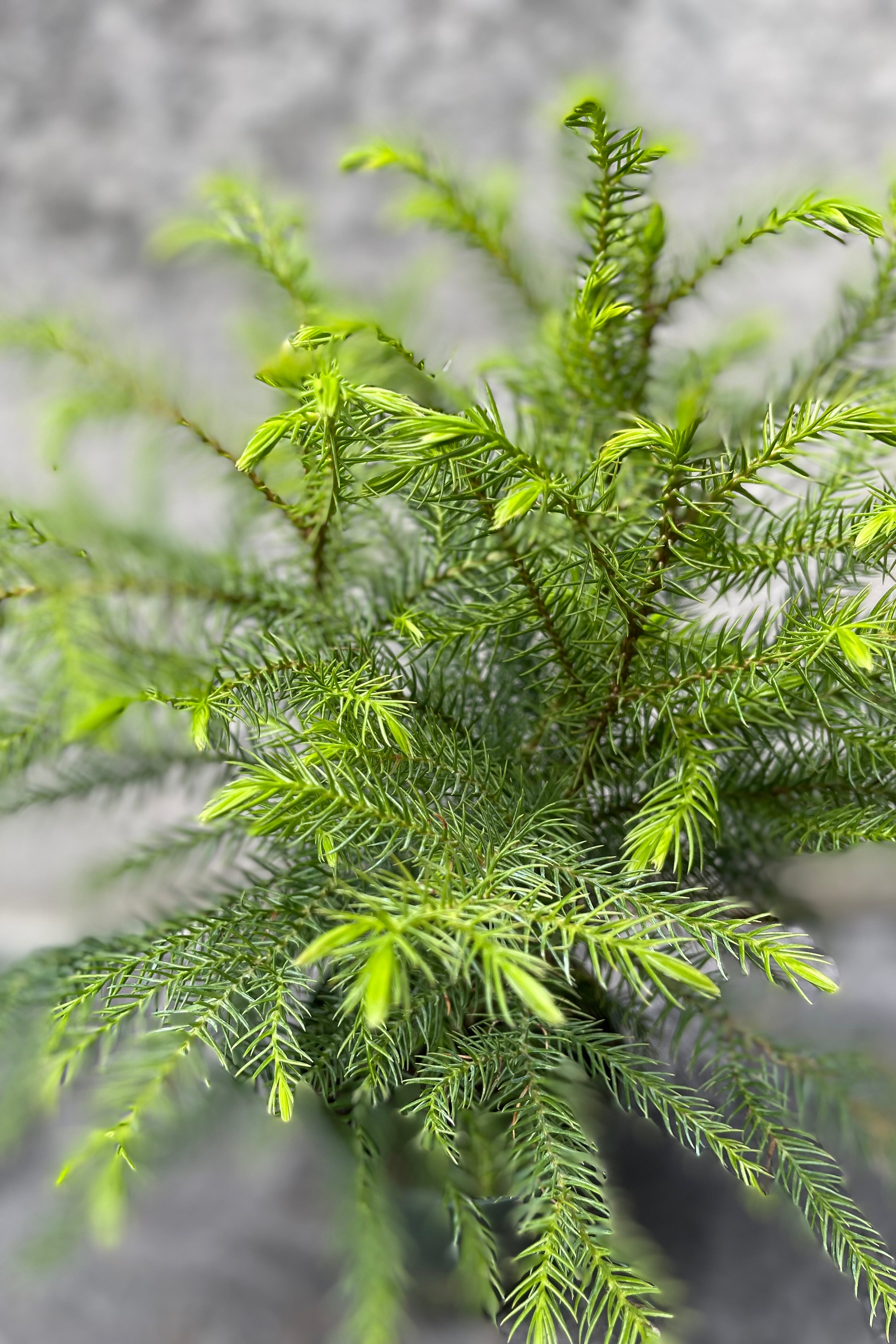 Araucaria heterophylla Norfolk Island Pine - 4