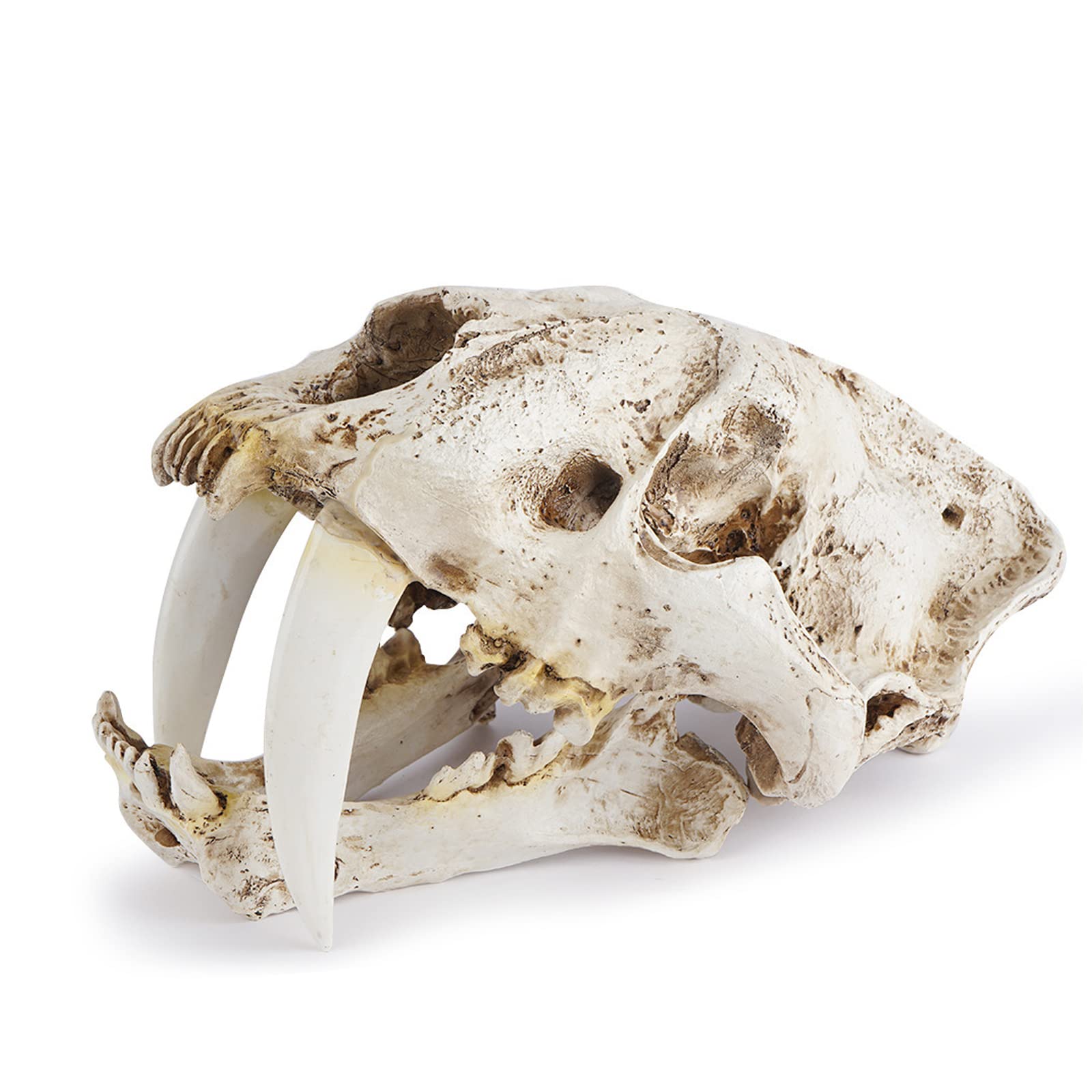 Realistic Smilodon Saber-Toothed Tiger Skull Replica - Premium Resin Dinosaur Fossil Model for Home Bar Decor, Halloween Party Decoration, Science Education & Unique Gift Idea - Perfect for Themed Parties, Classroom Displays & Collector's Shelves