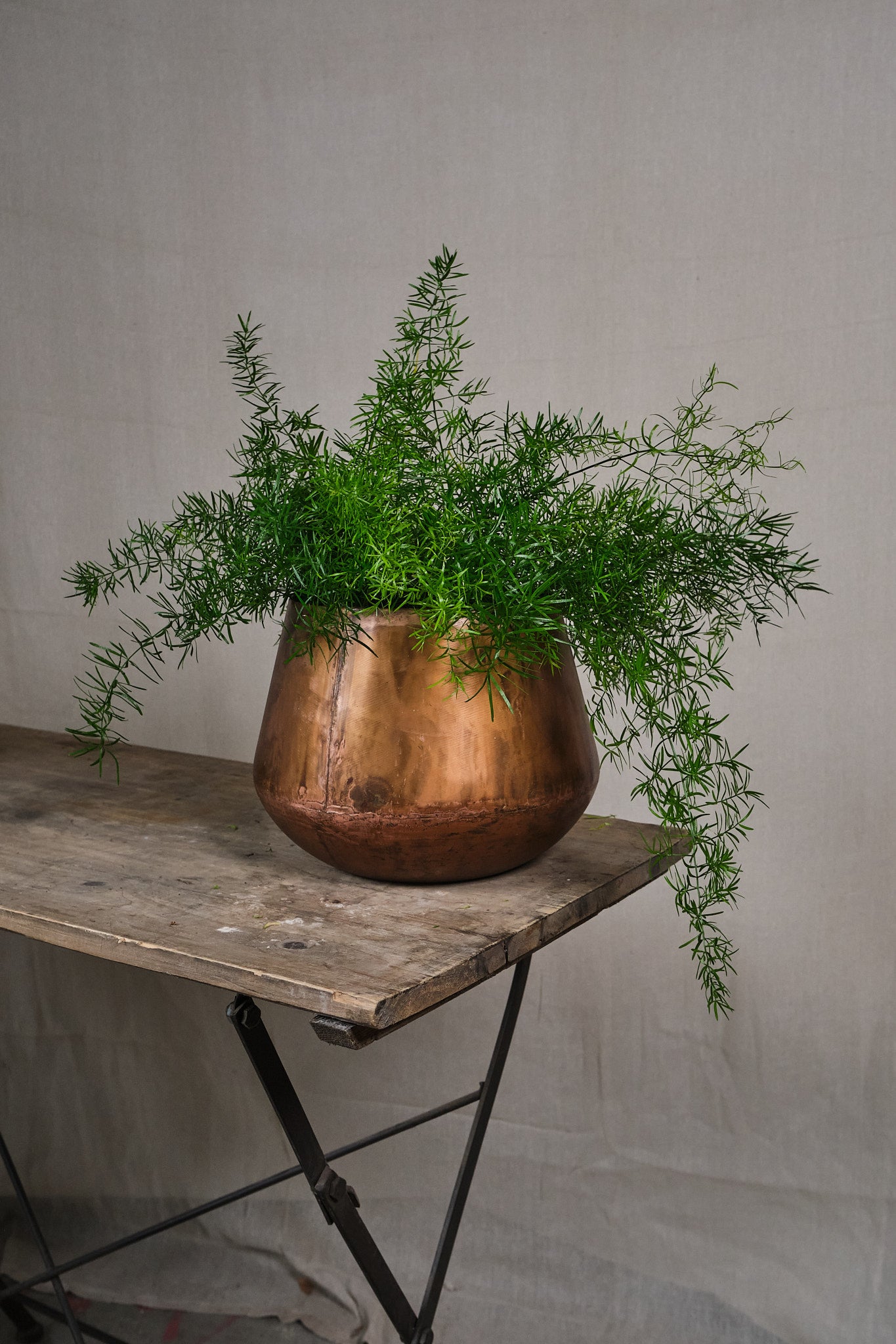 Buy Asparagus Fern (Asparagus densiflorus 'Sprengeri') - Lush Indoor & Outdoor Hanging Plant for Home Decor, Office, and Garden Landscaping