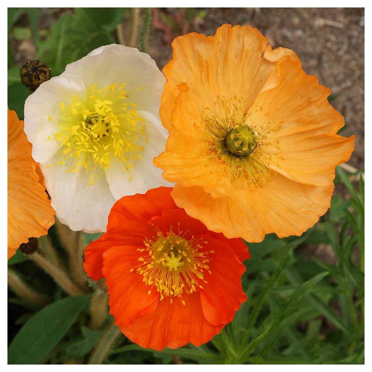 Everwilde Farms - 2000 Iceland Poppy Native Wildflower Seeds (Papaver nudicaule) - Gold Vault Jumbo Seed Packet for Gardening, Landscaping & Pollinator Gardens