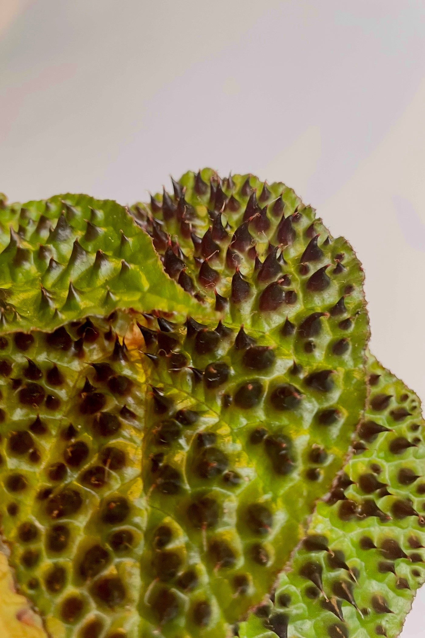 Begonia ferox - Rare Exotic Houseplant for Indoor Gardening & Home Decor | Perfect for Terrariums, Office Desks & Living Rooms
