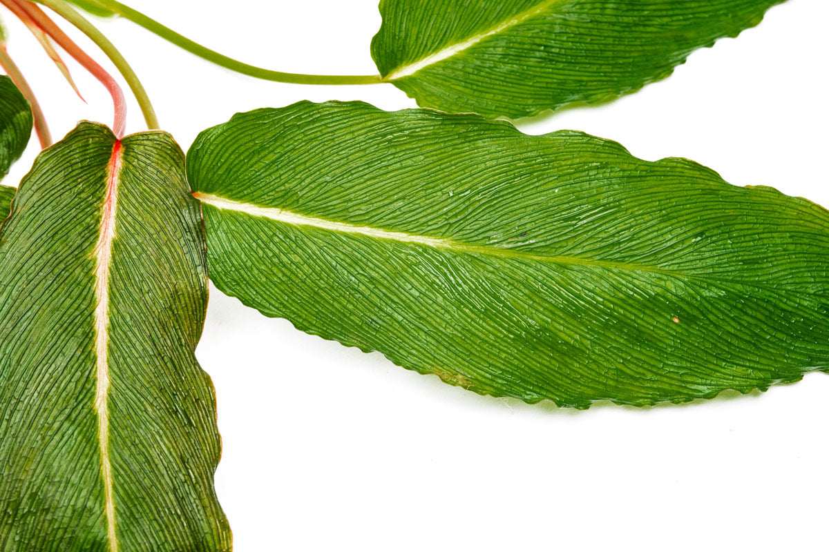 Homalomena Papua (Samurai) Plant - Rare Tropical Houseplant for Indoor Decor, Office & Living Room Greenery