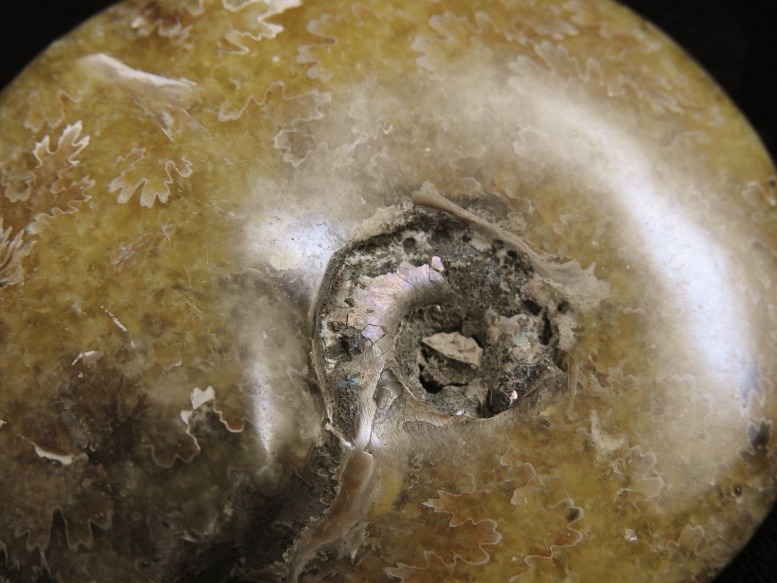 Authentic Ammonite Fossil from Morocco - Natural Stone for Home Decor, Meditation & Healing Crystals Collection - Perfect for Geology Enthusiasts & Spiritual Decor
