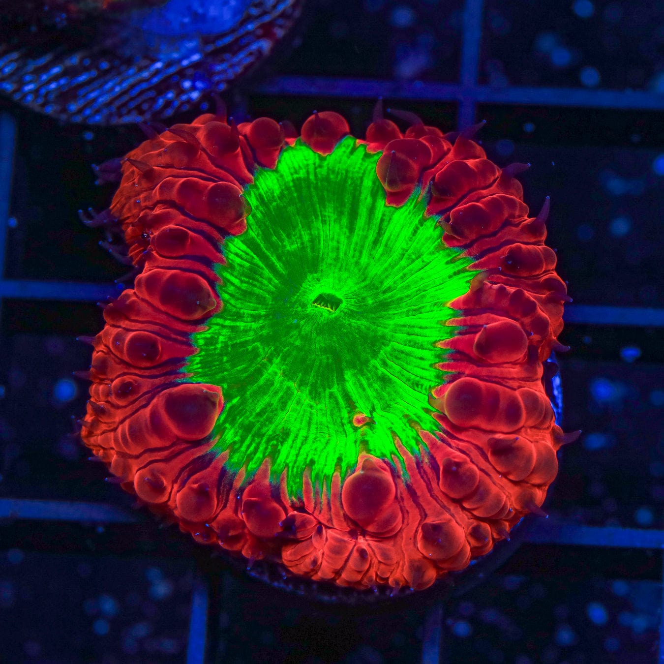 Premium Cherry Melon Blastomussa Coral for Saltwater Aquariums - Vibrant LPS Coral for Reef Tanks, Nano Tanks & Coral Frag Racks (Easy to Care)