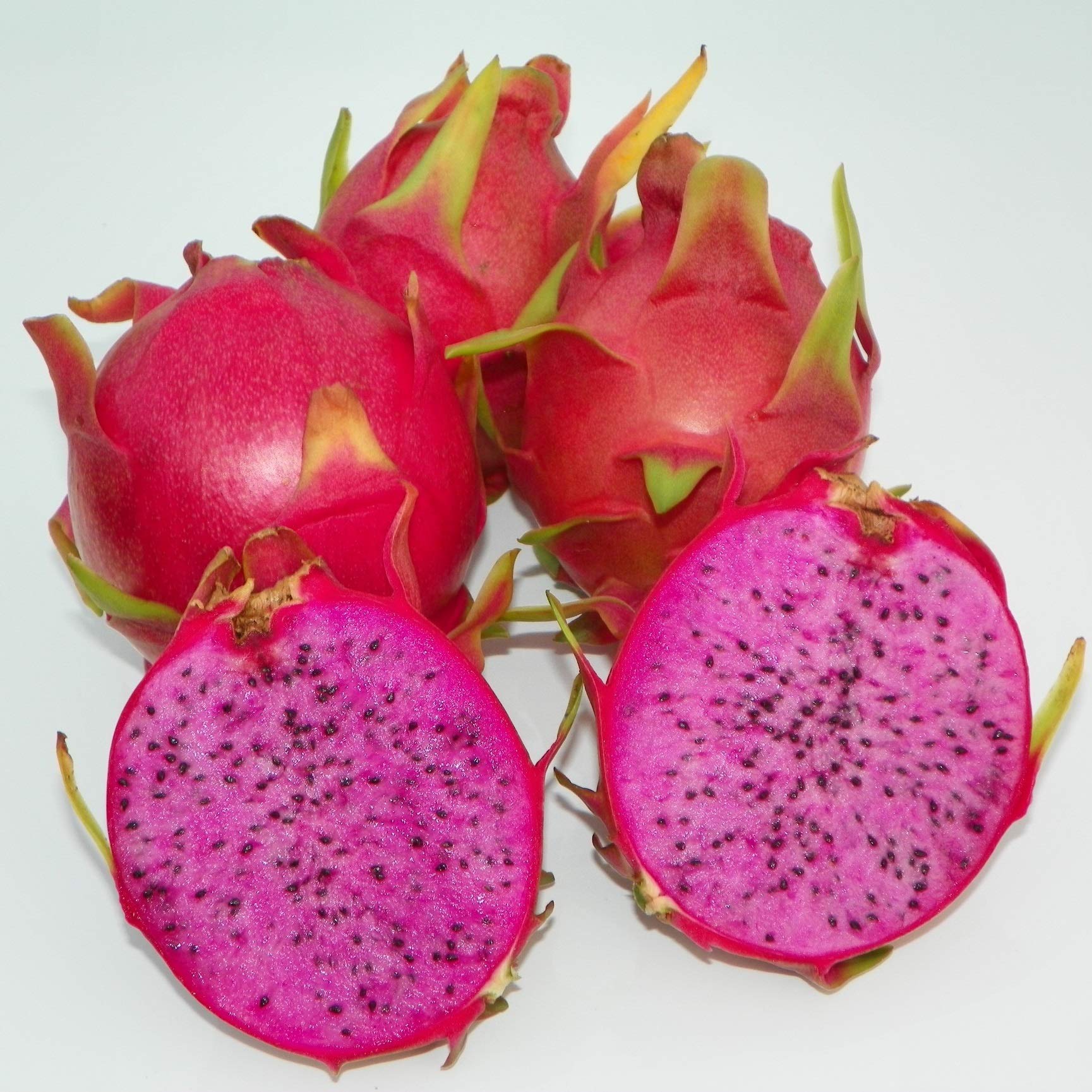 Buy 8 Starter Pitaya Hylocereus Polyrhizus Dragon Fruit Plants - Exotic Vine for Home Garden, Landscaping & Tropical Fruit Farming