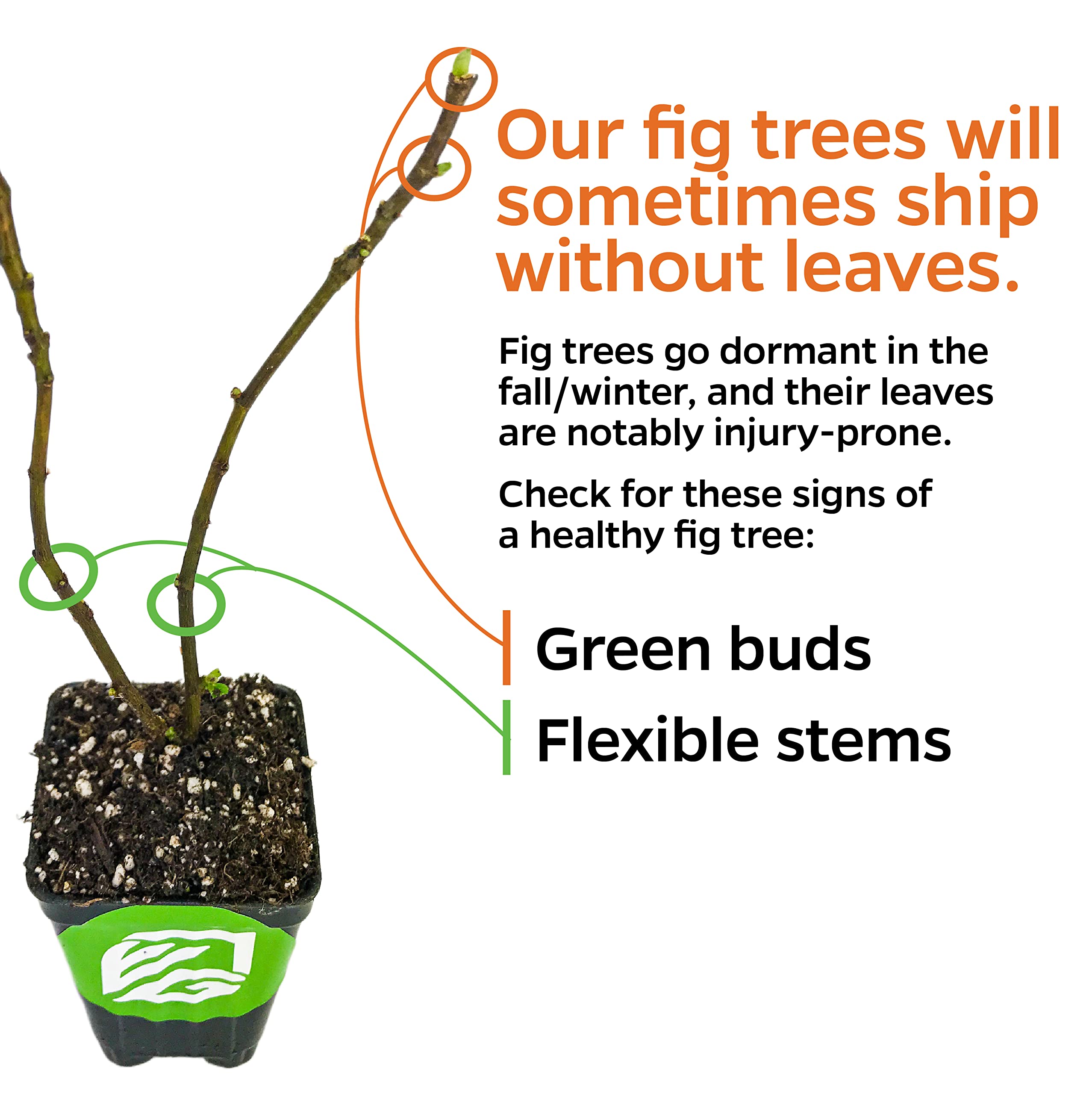 LSU Gold Fig Tree Starter Plant - Ficus carica Live Fig Tree for Planting - Fresh Fig Plants for Garden & Home - Perfect for Backyard Orchards, Patio Gardening & Fruit Lovers