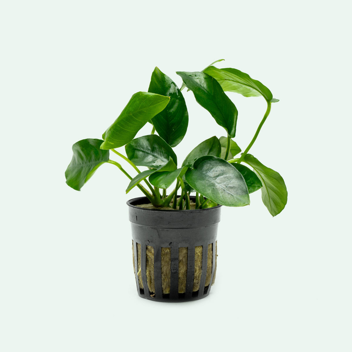 Anubias Nana Live Aquarium Plant - Easy Low Light Aquatic Plant for Fish Tanks, Aquascaping & Freshwater Aquariums - Perfect for Beginners & Shrimp Tanks