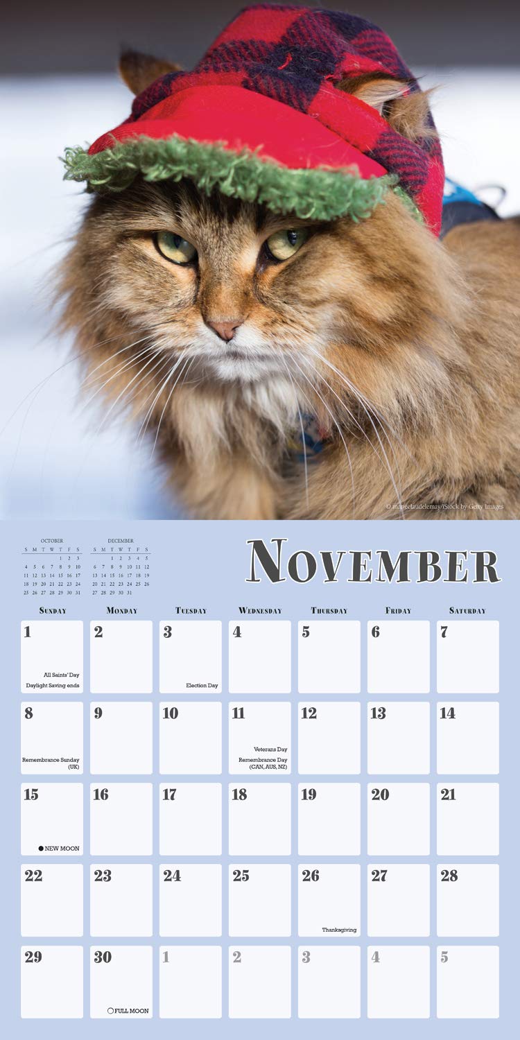 2020 Cats in Hats Wall Calendar - Perfect for Pet Lovers & Home Decor