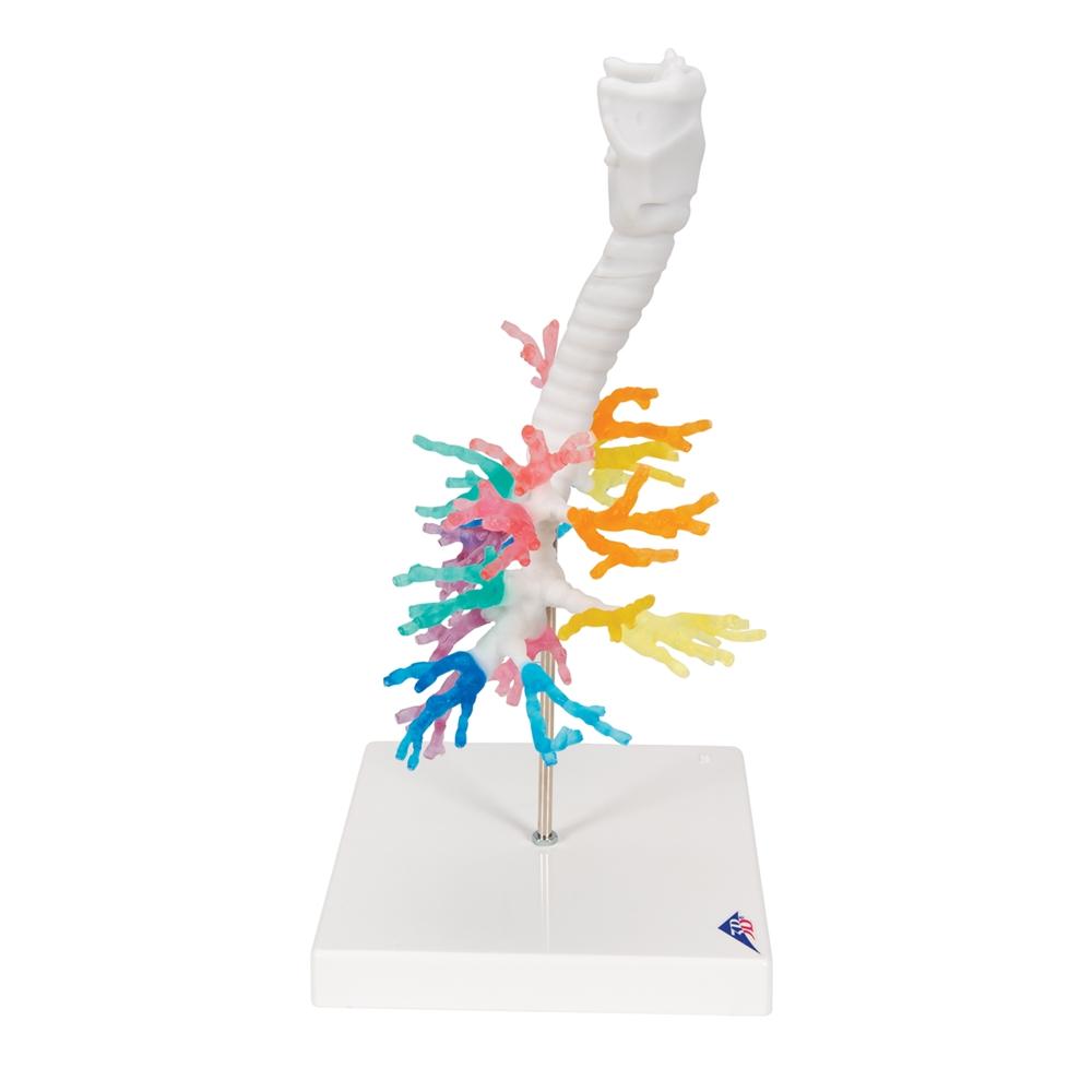 CT Bronchial Tree with Larynx Model - Human Respiratory System Anatomy Model for Medical Students, Doctors & Educators | Perfect for Classroom Demonstrations & Patient Education
