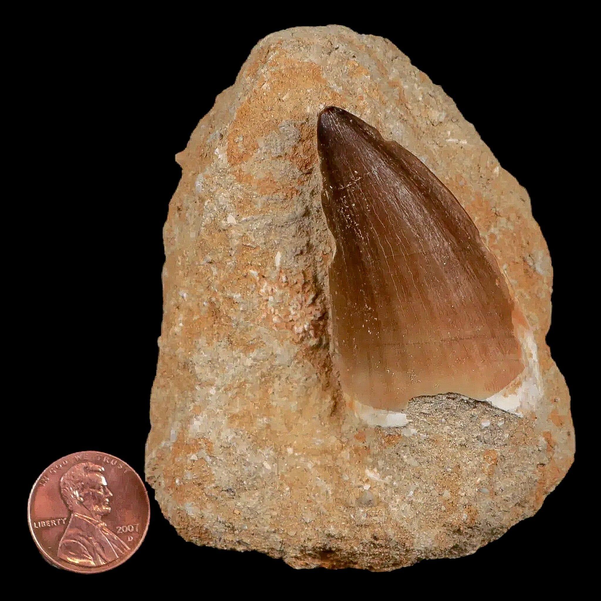 Authentic XL Prognathodon Mosasaur Fossil Tooth in Matrix - Cretaceous Dinosaur Era Specimen with COA | Rare Collectible for Paleontology Enthusiasts & Home Decor Display