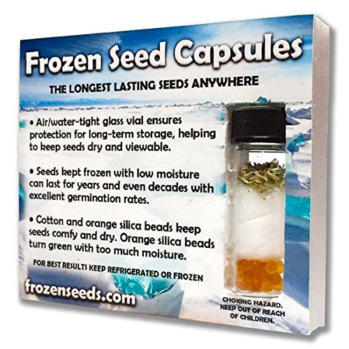 Organic Thai Basil Seeds (Ocimum canum) - 40 Count Capsule for Planting - Grow Fresh Hairy Lemon Basil at Home - Perfect for Asian Cooking, Herb Gardens & Indoor Planting