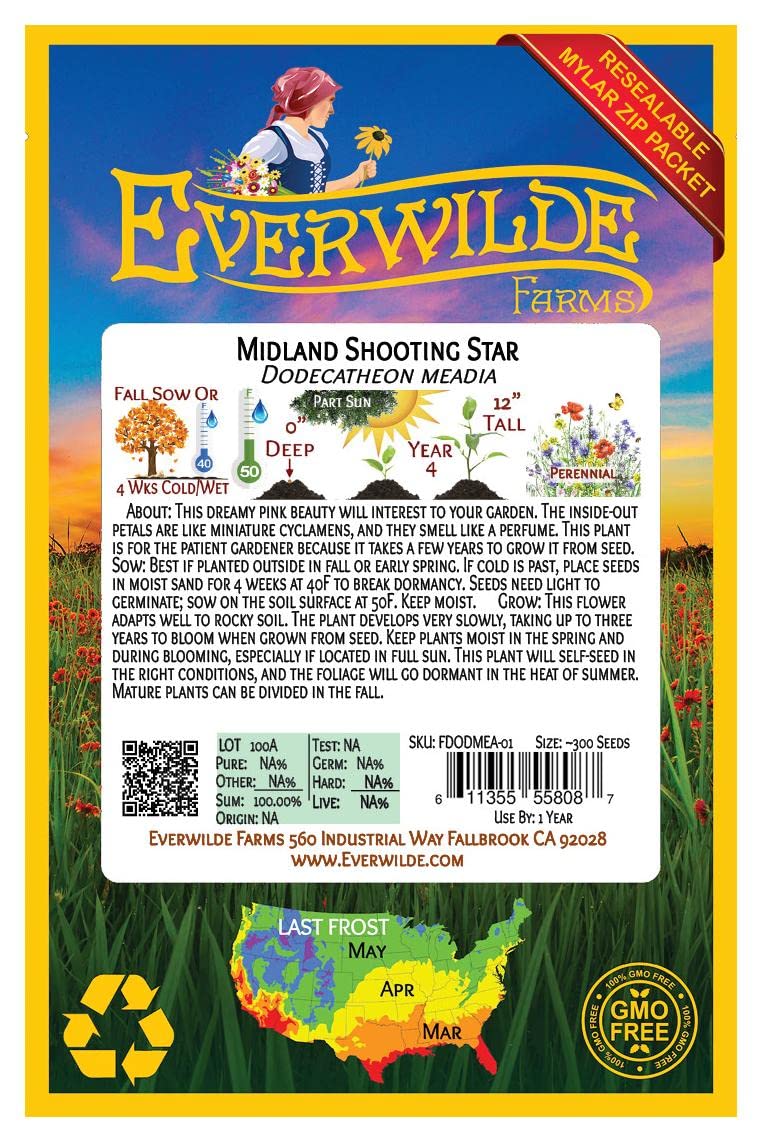 Everwilde Farms - 150 Midland Shooting Star Native Wildflower Seeds - Gold Vault Seed Packet for Pollinator Gardens & Natural Landscaping