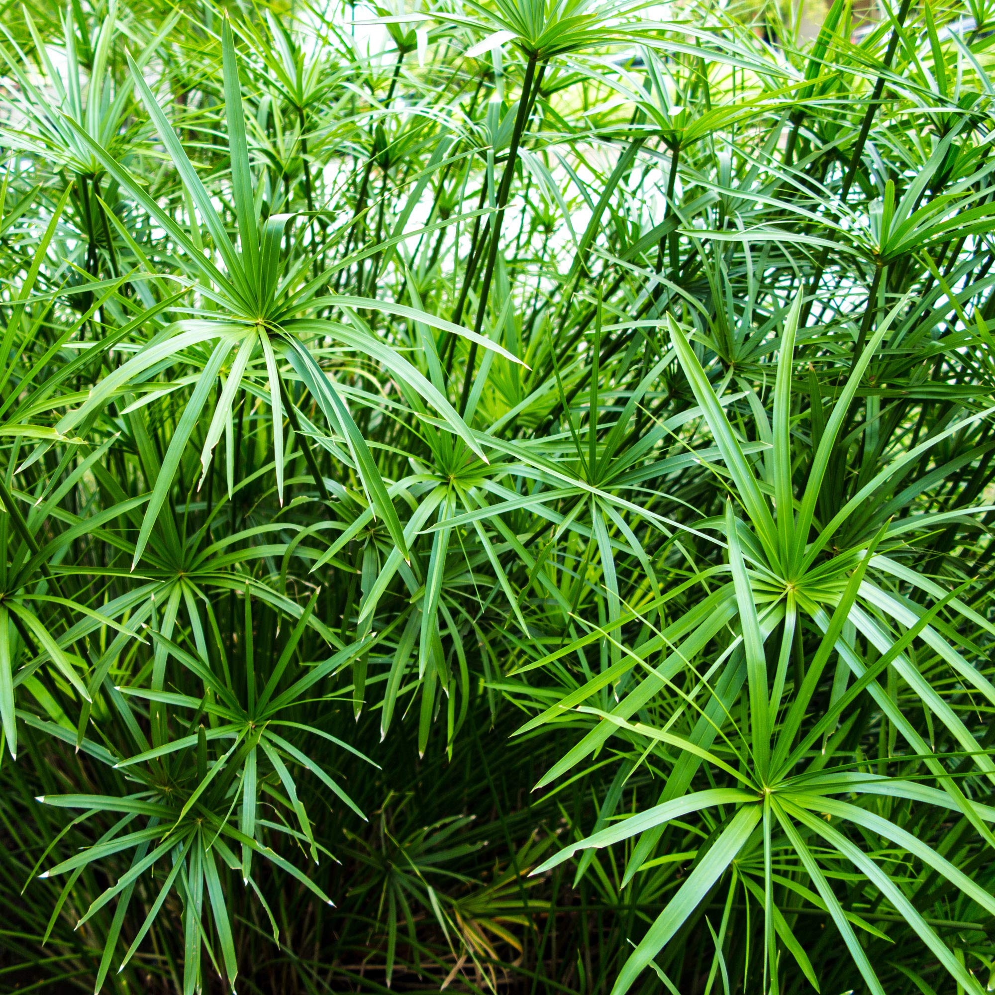 Outsidepride Perennial Cyperus Alternifolius Umbrella Plant Seeds - Tropical Garden Seeds for Planting - Perfect for Ponds, Water Features & Indoor Container Gardening