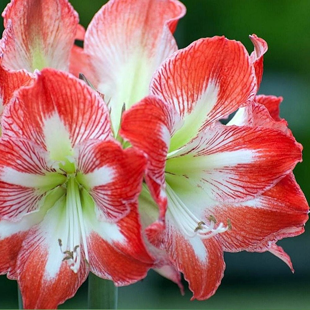 Minerva Amaryllis Growing Kit - Complete Set with Bulb, Pot & Soil - Perfect Holiday Gift for Plant Lovers - Indoor Gardening & Home Decor