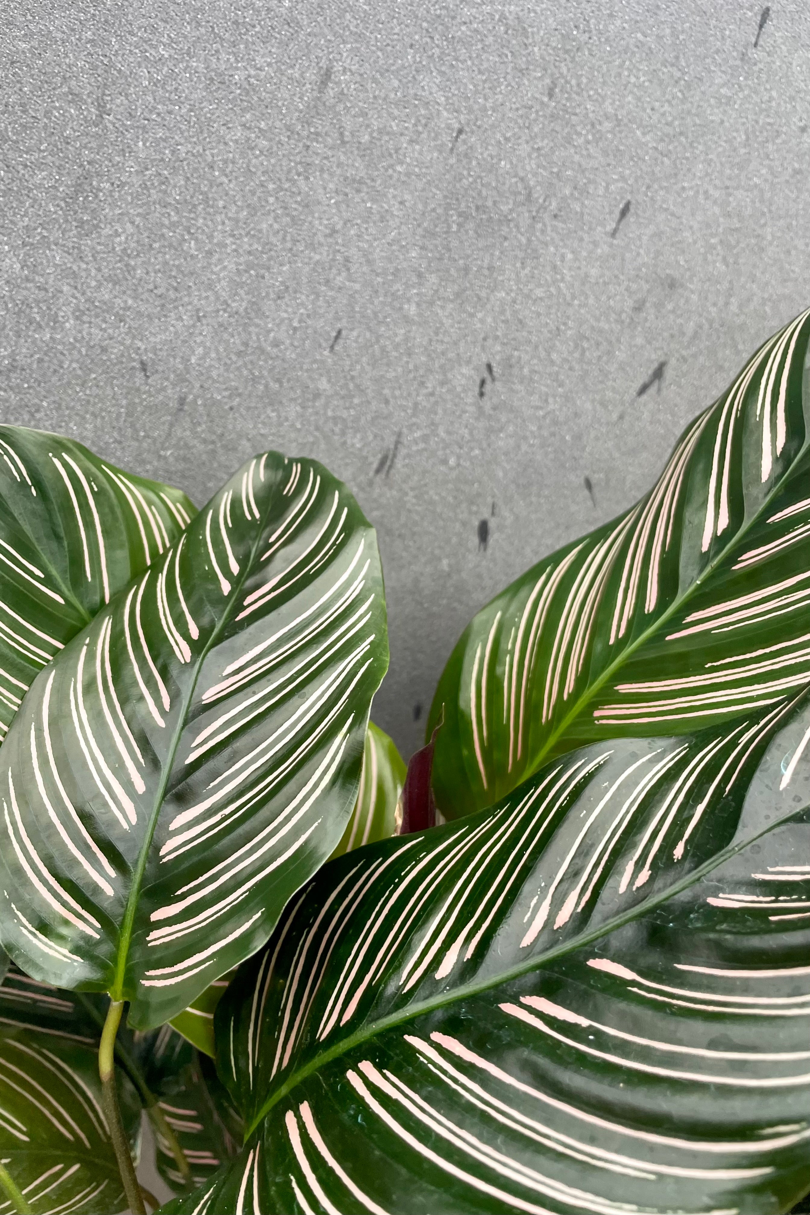 Calathea Ornata Pinstripe Plant - 6 Inch Indoor Houseplant for Home & Office Decor | Perfect for Living Rooms, Bedrooms, and Workspaces