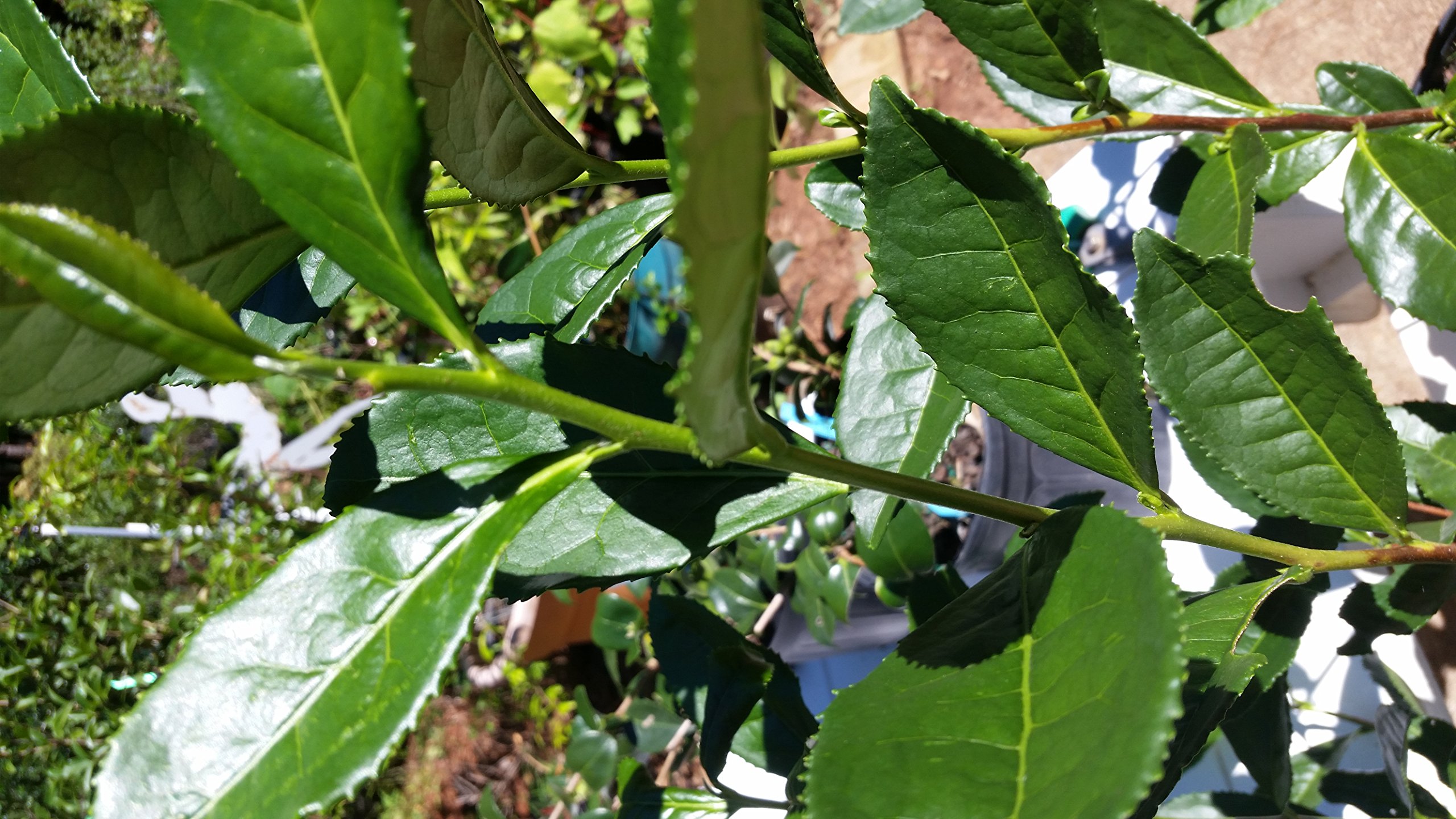 Pixies Gardens 2 Gallon Big Leaf Tea Plant - Camellia Sinensis Shrub in Gallon Pot (10-18