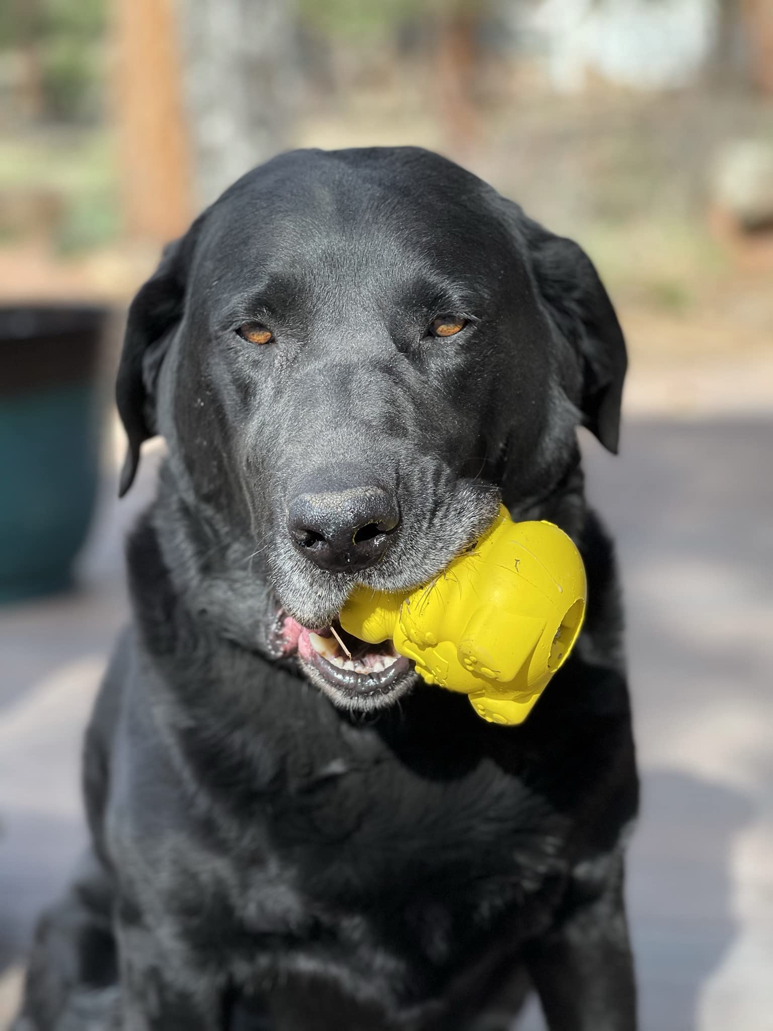 SodaPup Honey Bear Dog Chew Toy – Non-Toxic Natural Rubber Treat Dispenser for Mental Stimulation & Anxiety Relief – Durable USA-Made Chewing Toy for Aggressive Chewers – Perfect for Training, Boredom Relief & Dental Health