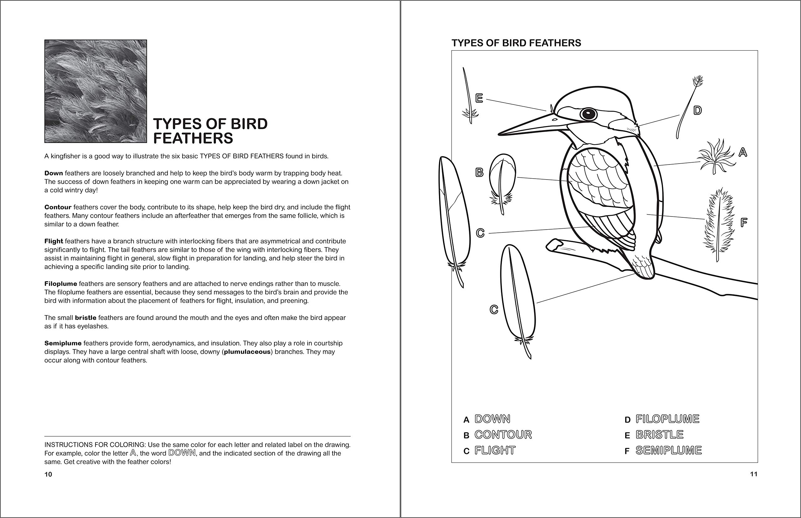 The Aquatic Birds Coloring Book for Adults & Kids - Relaxing Bird Coloring Pages with Beautiful Waterfowl Designs | Perfect for Stress Relief, Art Therapy & Nature Lovers
