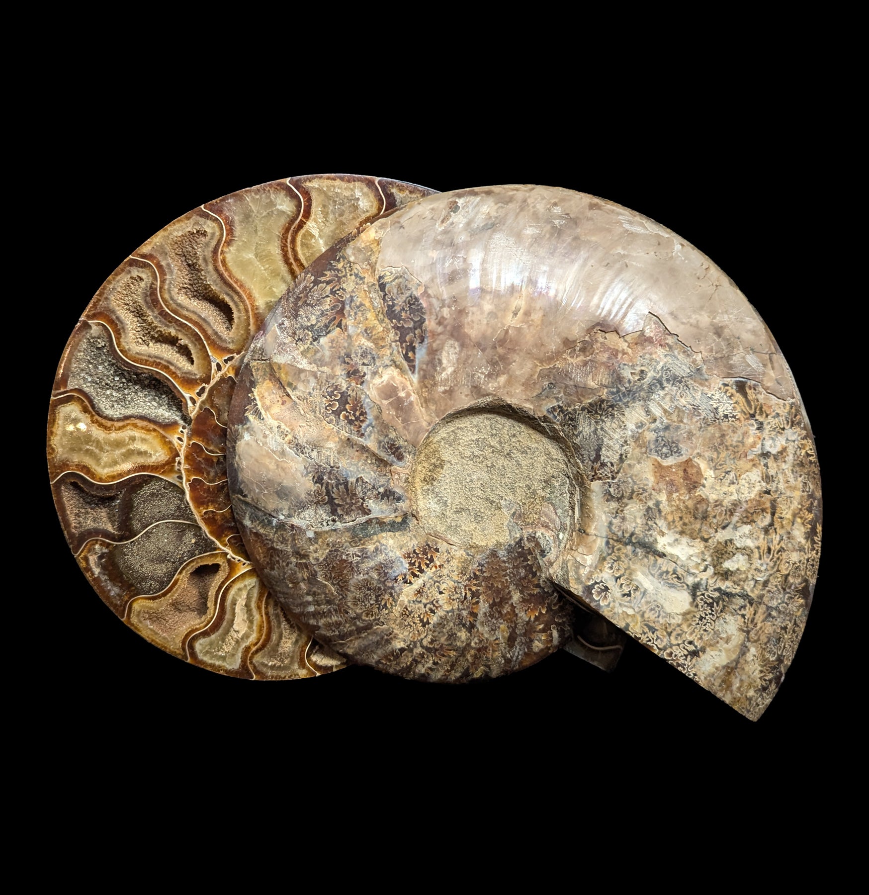 Premium Cut & Polished Agatized Ammonite Pair Specimen - Rare Fossil Collectible for Home Decor & Gift Giving