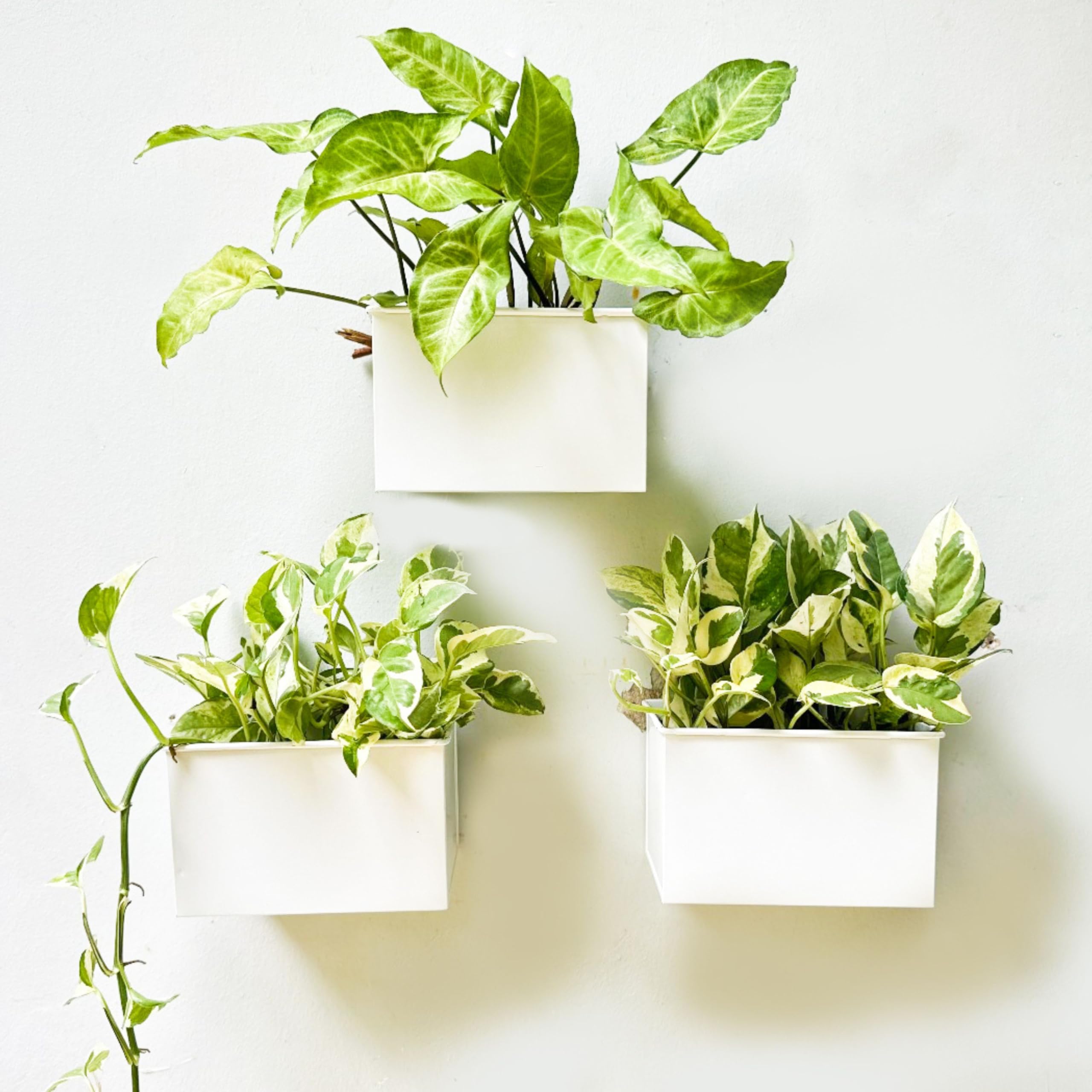 LaLaGreen 3 Pack 6 Inch Wall Planter - White Rectangular Metal Hanging Flower Pot for Succulents, Air Plants | Rustic Indoor Decor for Windows, Fences, Railings & Shelves | Perfect for Home, Office & Garden Decor