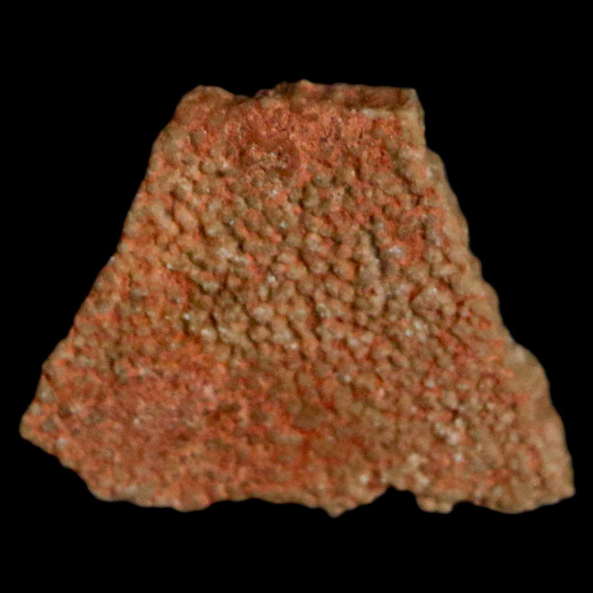 Authentic 0.4 Megaloolithus Titanosaur Dinosaur Fossil Egg Shell from Bouches-du-Rhône, France - Rare Collector's Item for Museum Display & Paleontology Enthusiasts - Perfect for Educational Exhibits, Home Decor, and Fossil Collections