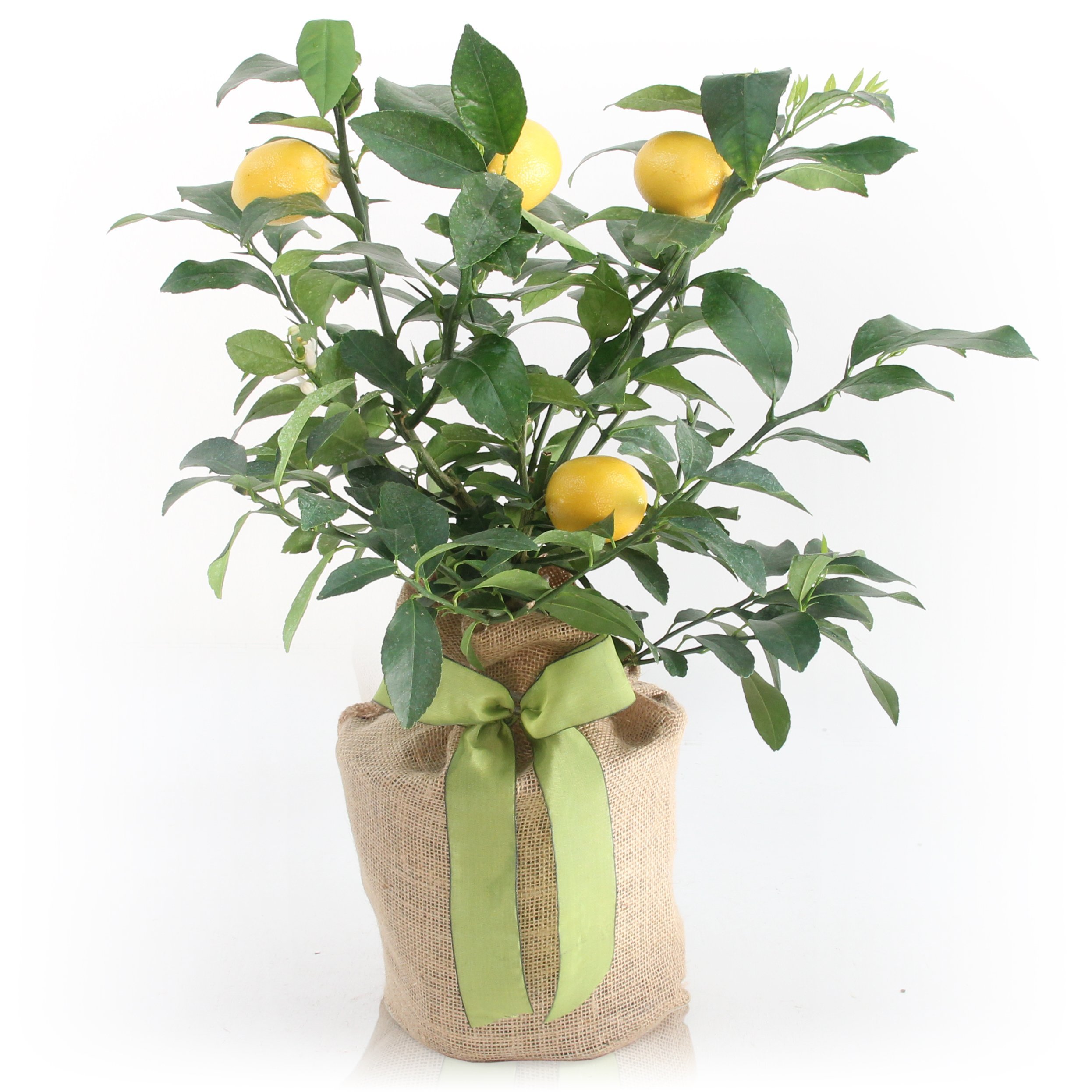 **Premium Meyer Lemon Gift Tree - Dwarf Fruit Tree with Sweet Juicy Lemons - Sympathy Gift & Home Gardening - Perfect for Indoor/Outdoor Planting, Gifts, and Fresh Lemon Recipes**    *(Note: Shipping restrictions apply to TX, LA, AZ, AL, and CA)*