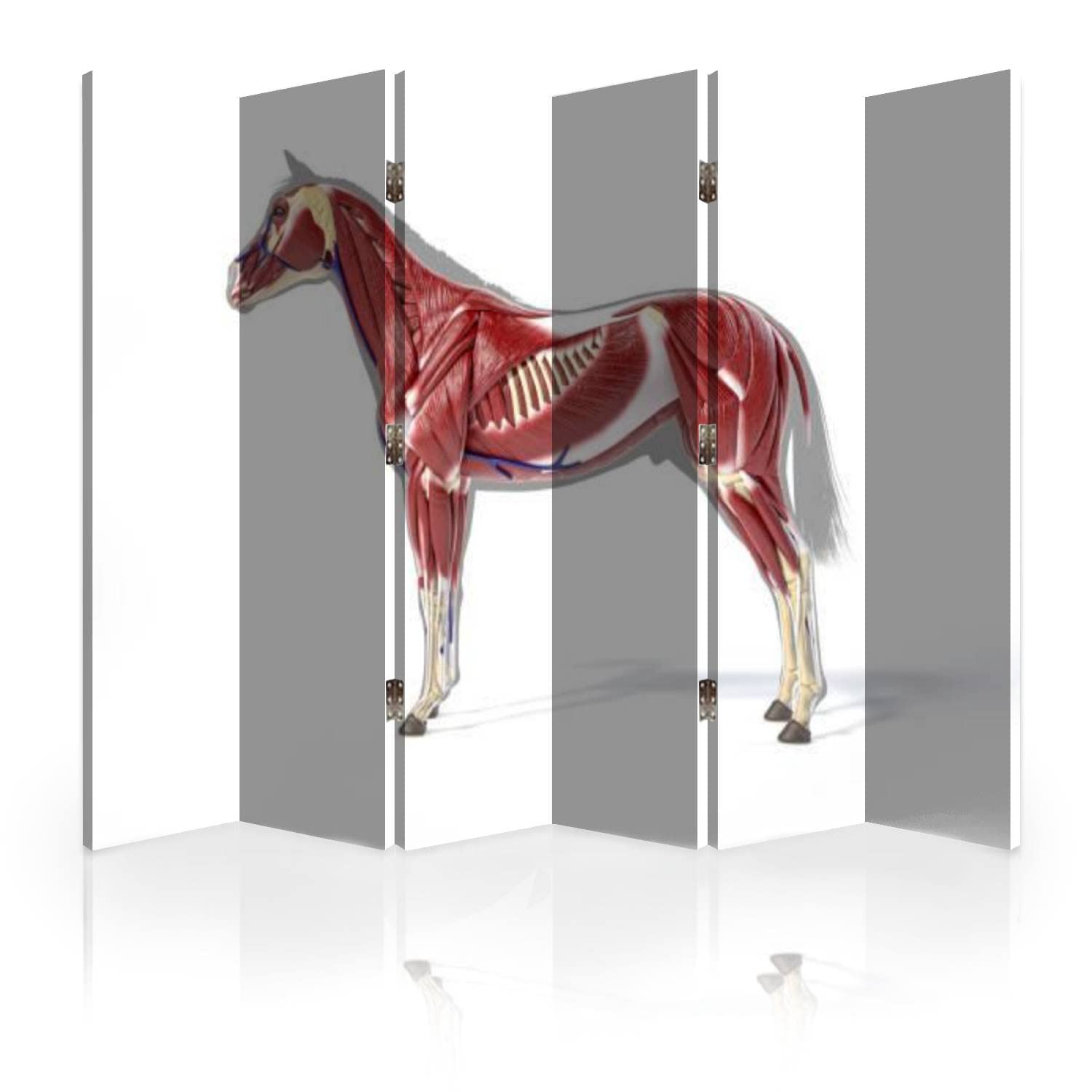 6-Panel Canvas Room Divider Screen - Horse Anatomy Muscular System Grey Silhouette Folding Privacy Partition | Perfect for Home Office, Living Room & Bedroom Space Separation