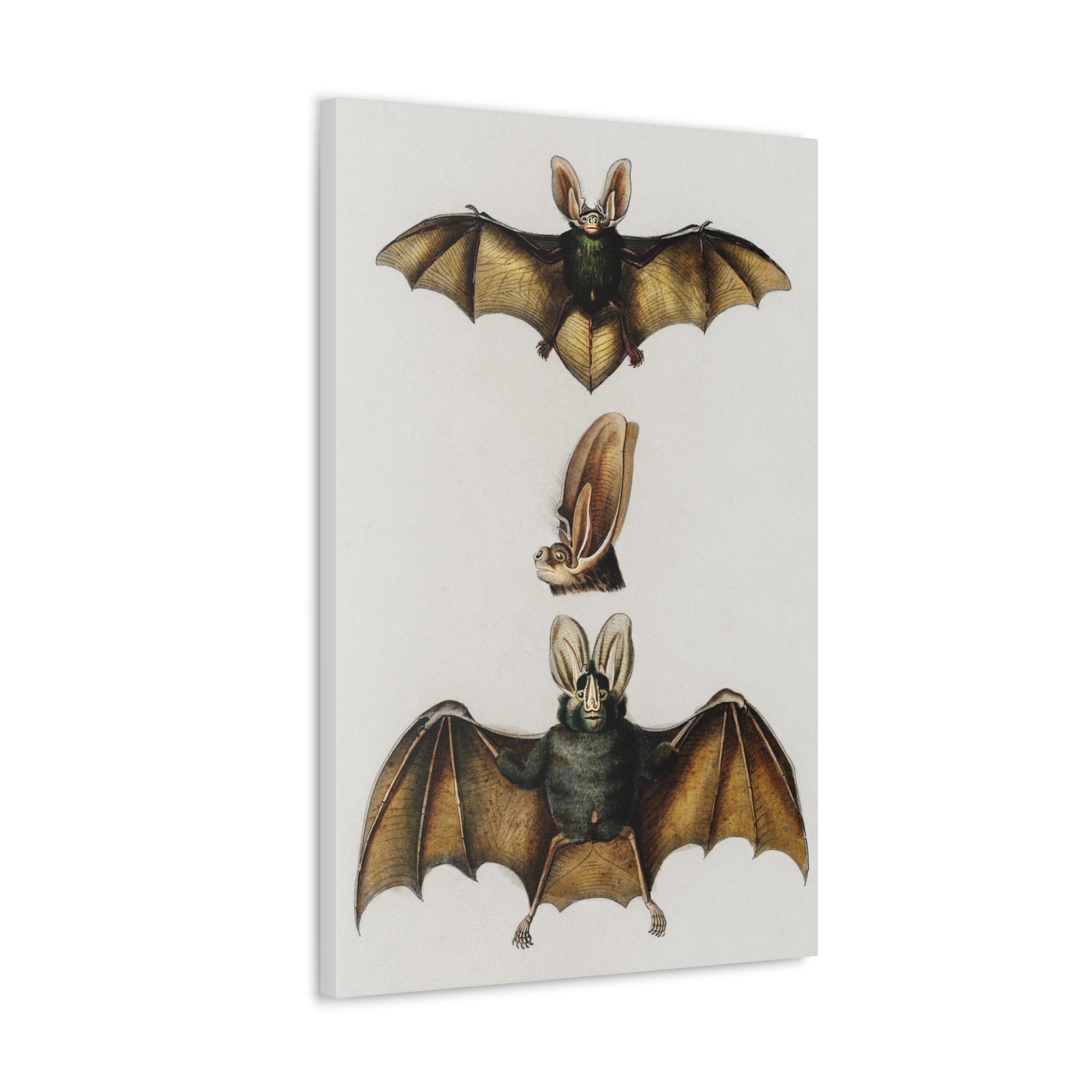 Plecotus Bat Art Print by Charles Dessalines - Stunning Canvas Wall Decor for Home, Office & Gifts | Wildlife Illustration | Nature-Inspired Decor