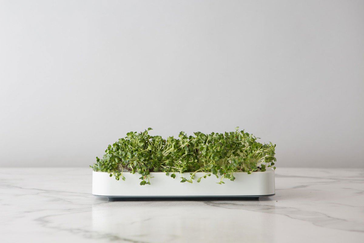Chef'n Microgreens Indoor Herb Garden Kit - White | Fresh Greens Growing System for Kitchen, Salad & Healthy Cooking | Perfect for Windowsill, Countertop & Small Space Gardening