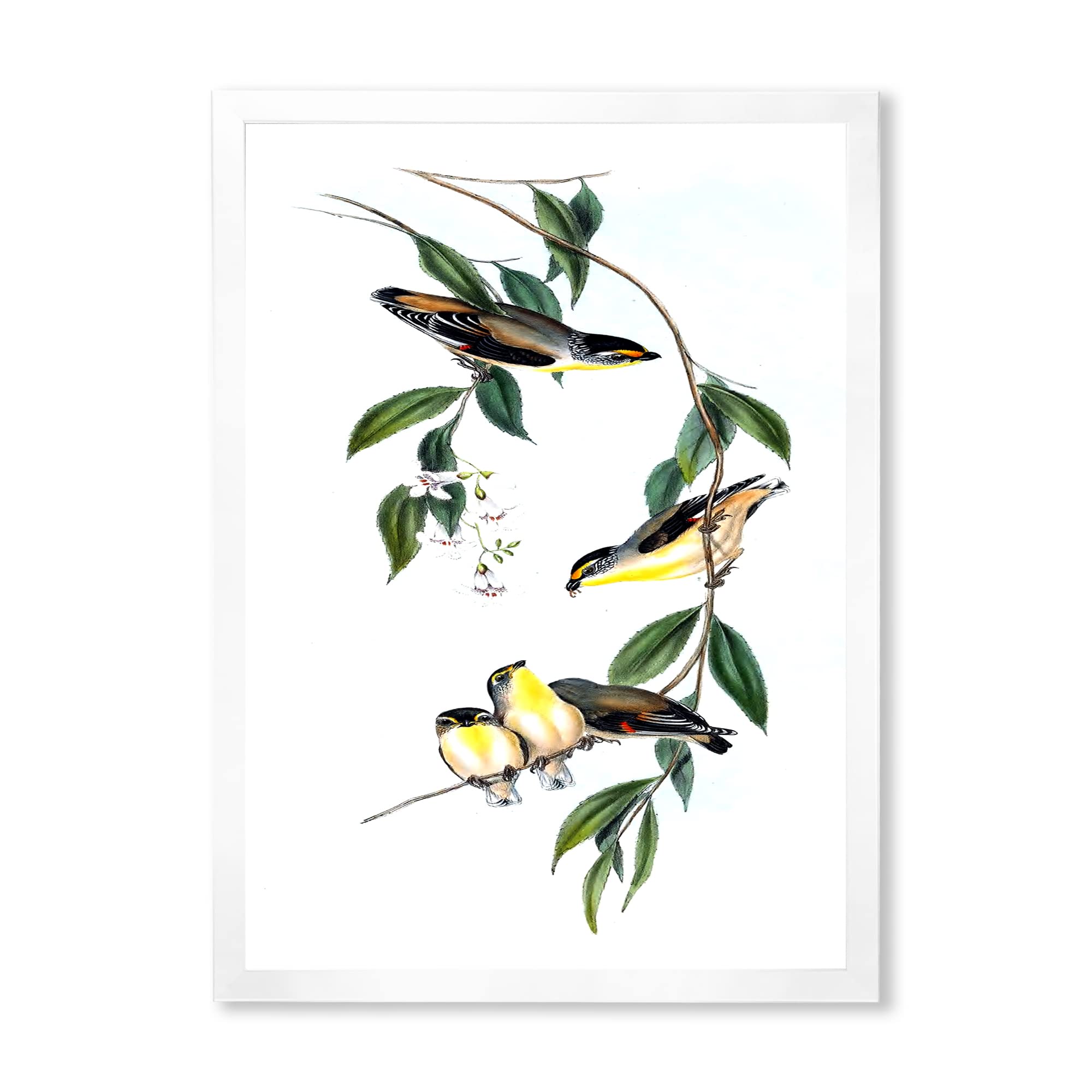 DesignQ Vintage Bird III Traditional Framed Wall Art - Hand-Painted Canvas Painting for Living Room, Bedroom & Office Decor